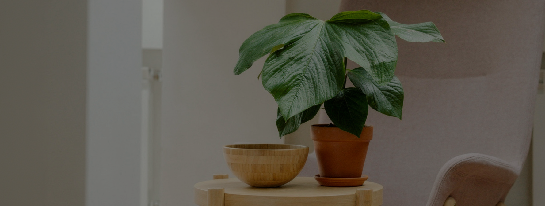 Anthurium carlablackiae