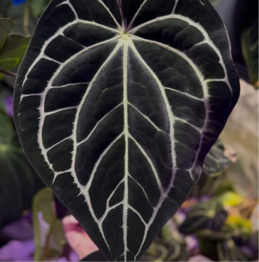 Anthurium carlablackiae