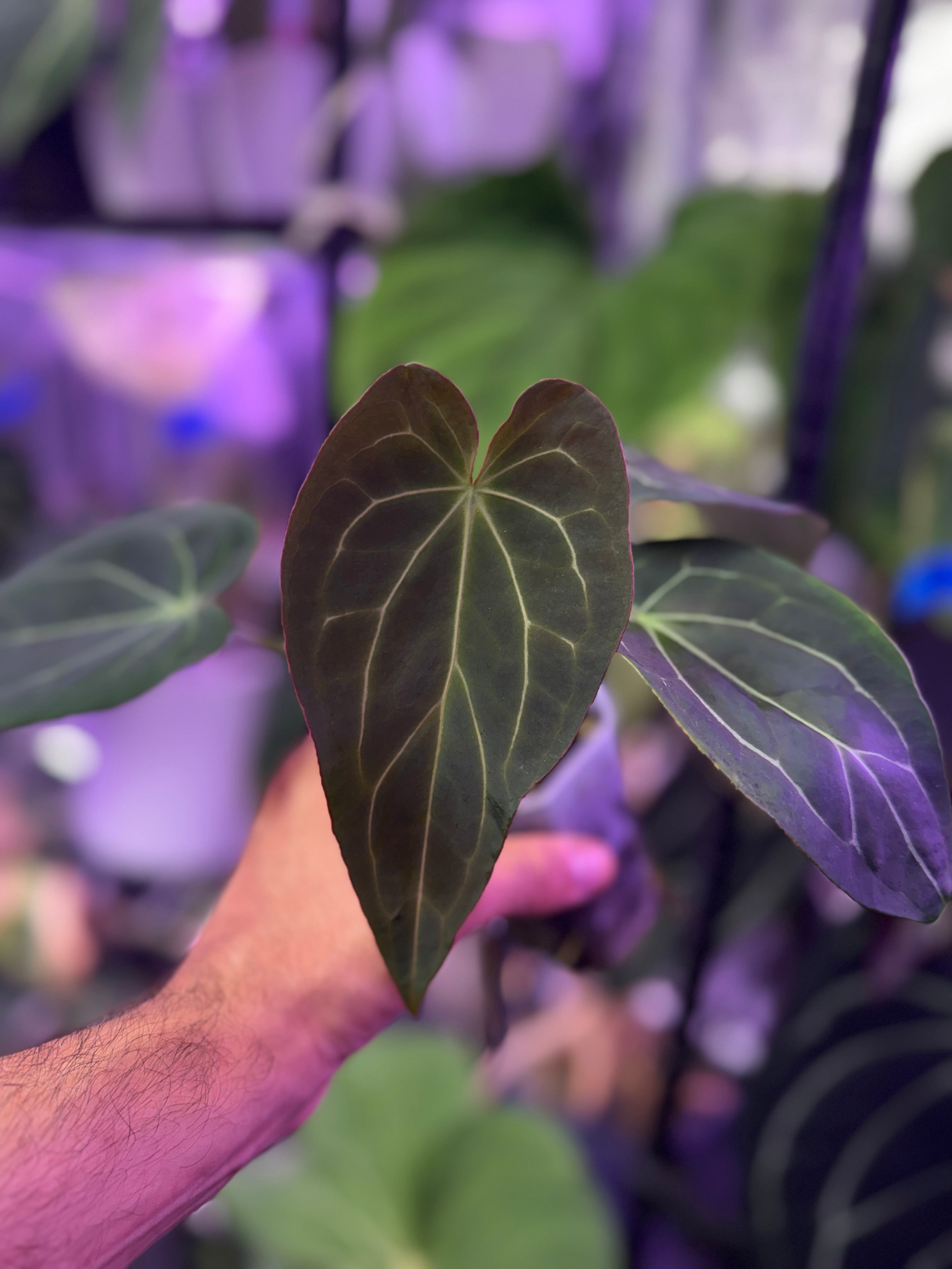 Anthurium Araña x Tim Anderson Stripey