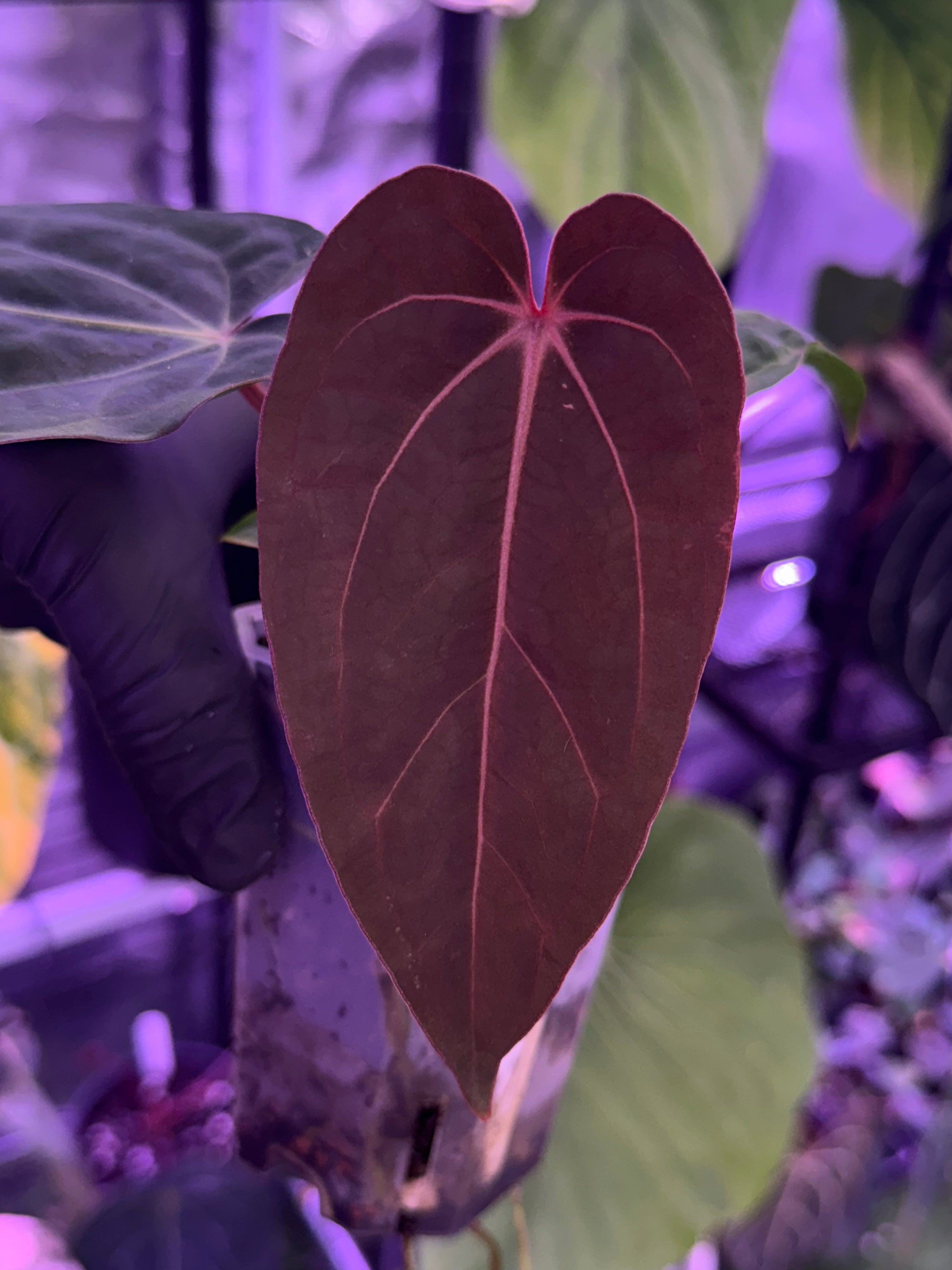 Anthurium (kunayalense x dressleri) x carlablackiae Buz 1