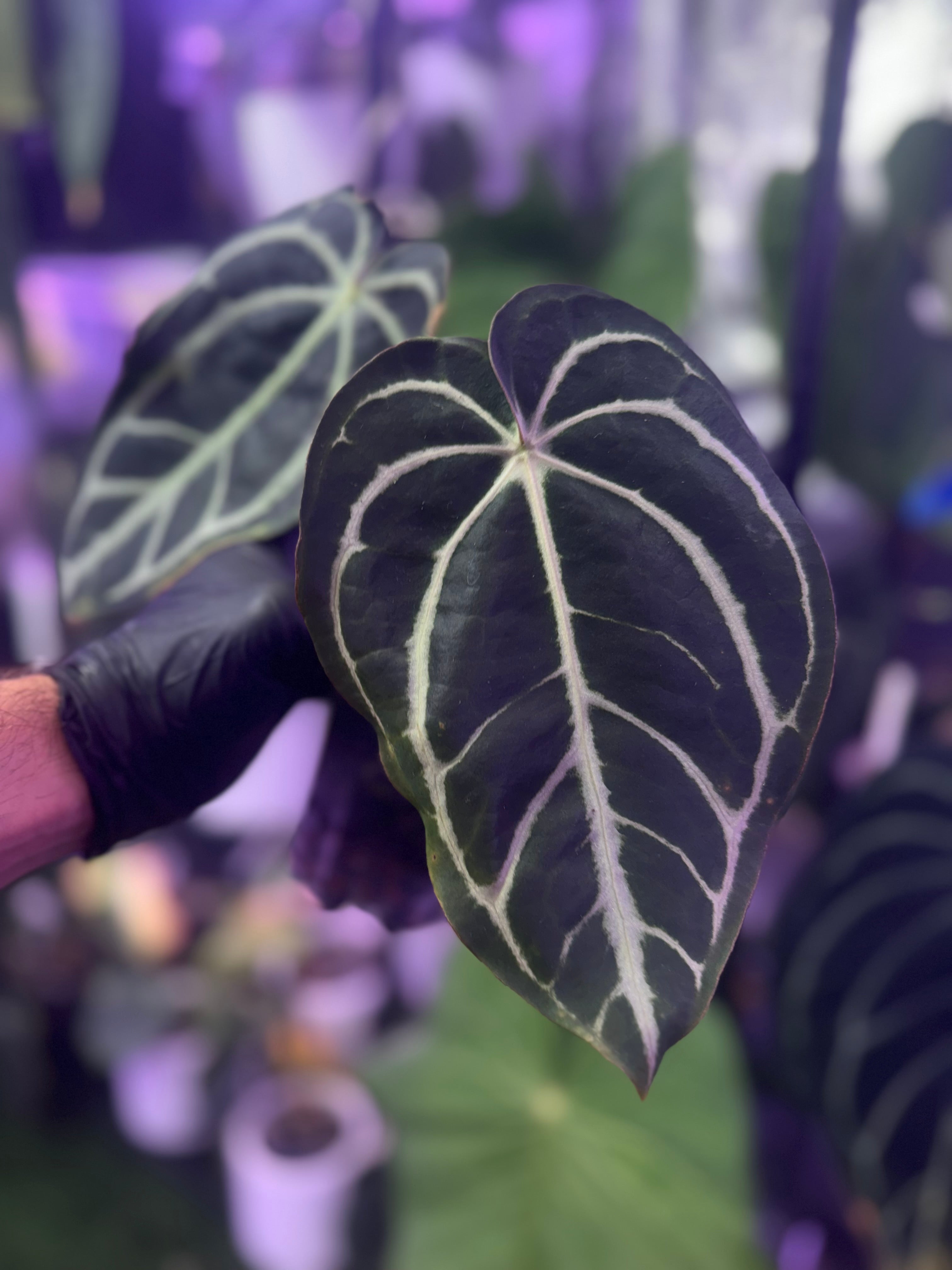 Anthurium carlablackiae OG1 x “RA 5x10”
