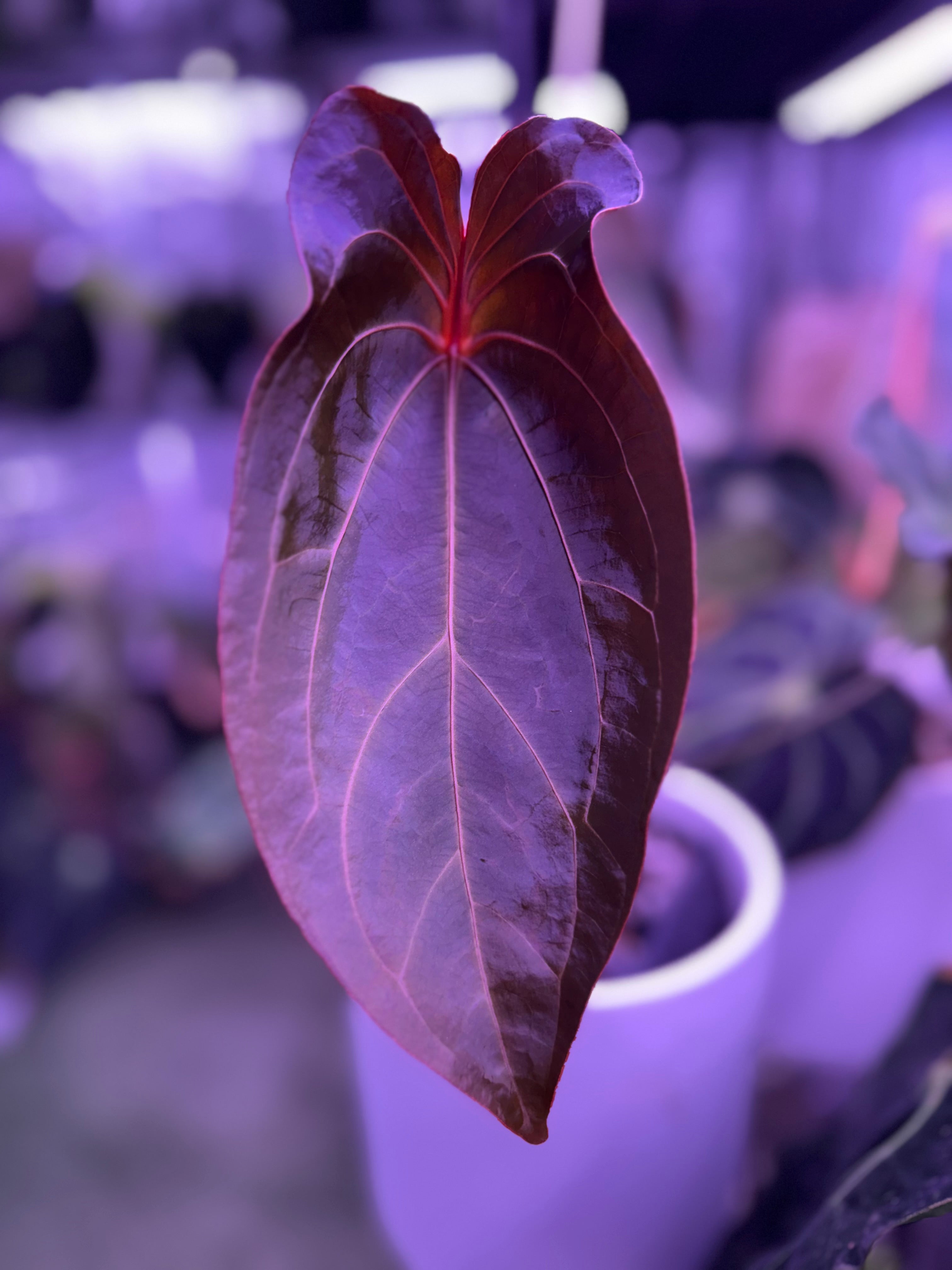 variegated Anthurium forgetti x Red Spider sprout