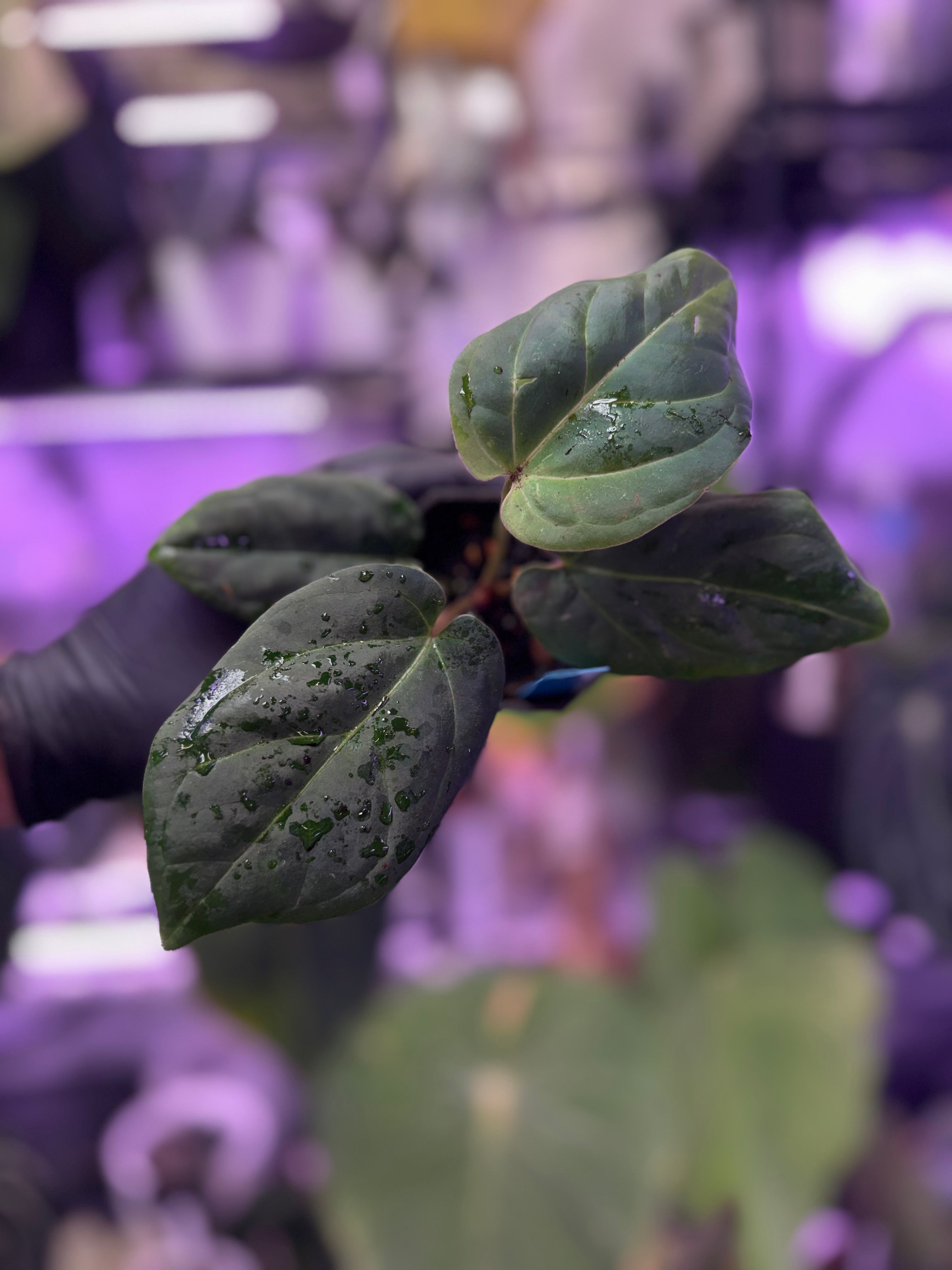 Anthurium (King of Spades x BVEP) x ‘Black Widow x Michelle’