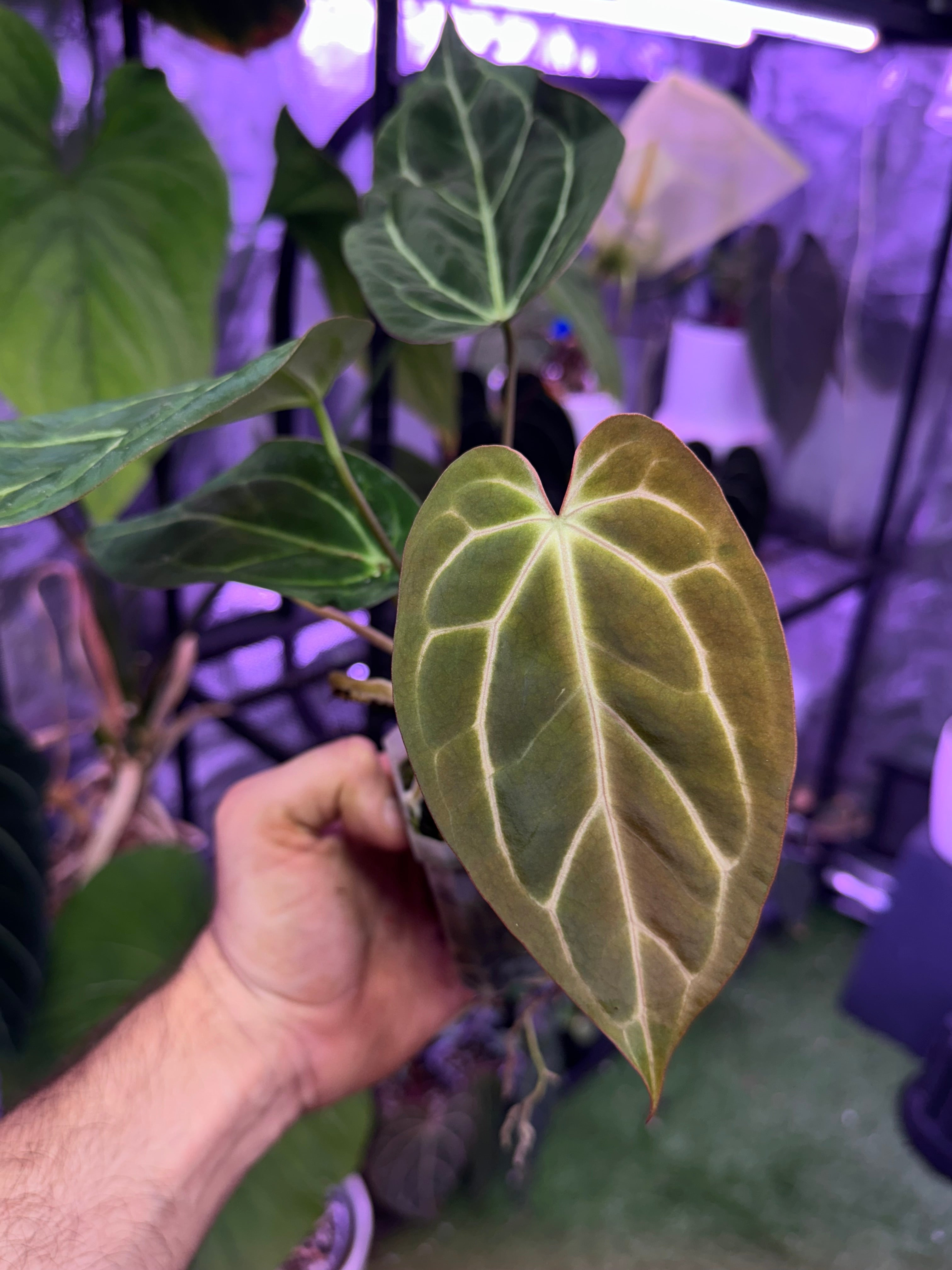 Anthurium Stripey x carlablackiae RA6