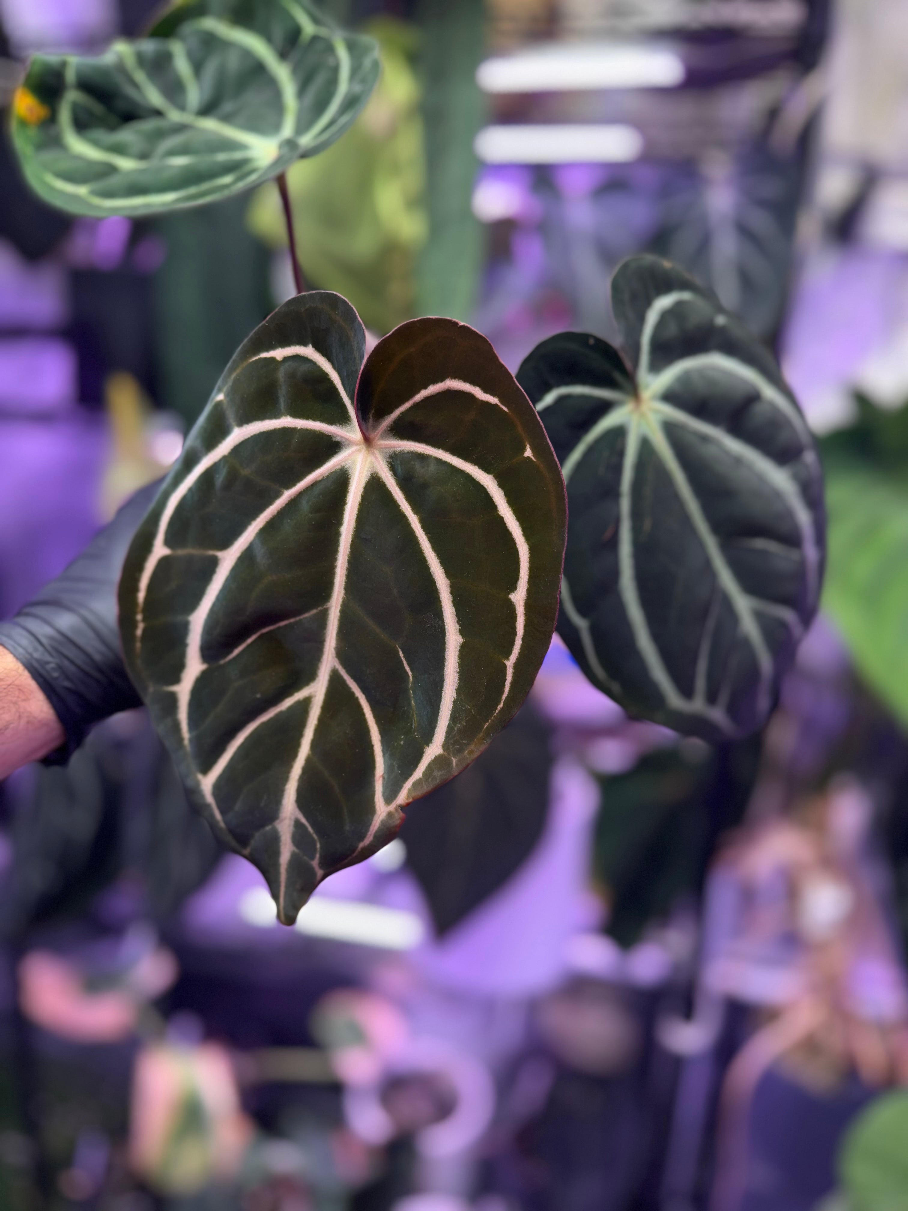 Anthurium carlablackiae Buz1 x RA5x10