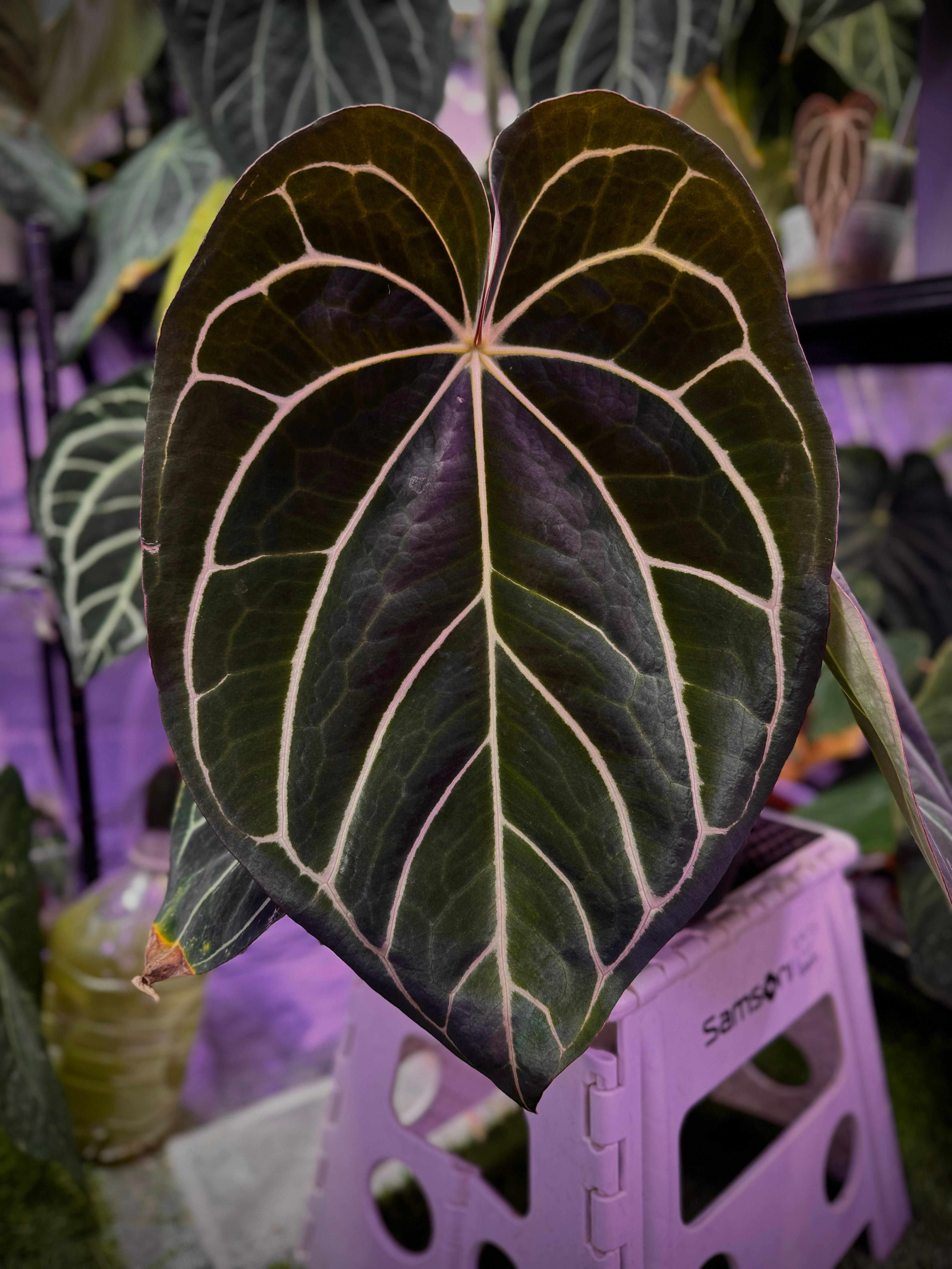 Anthurium Black Cherry x carlablackiae RA8 - germinated seed