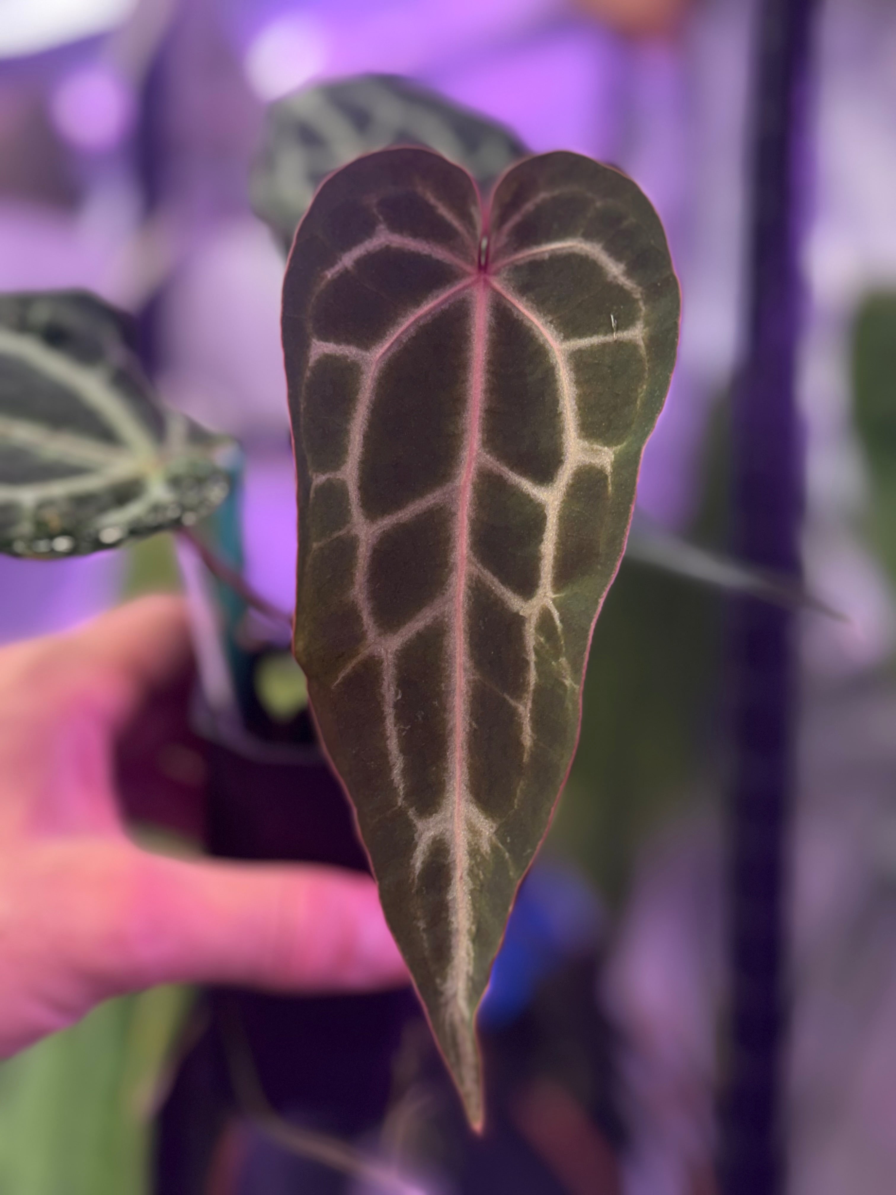 Anthurium Black Widow x Michelle’ x magnificum ’Norte’