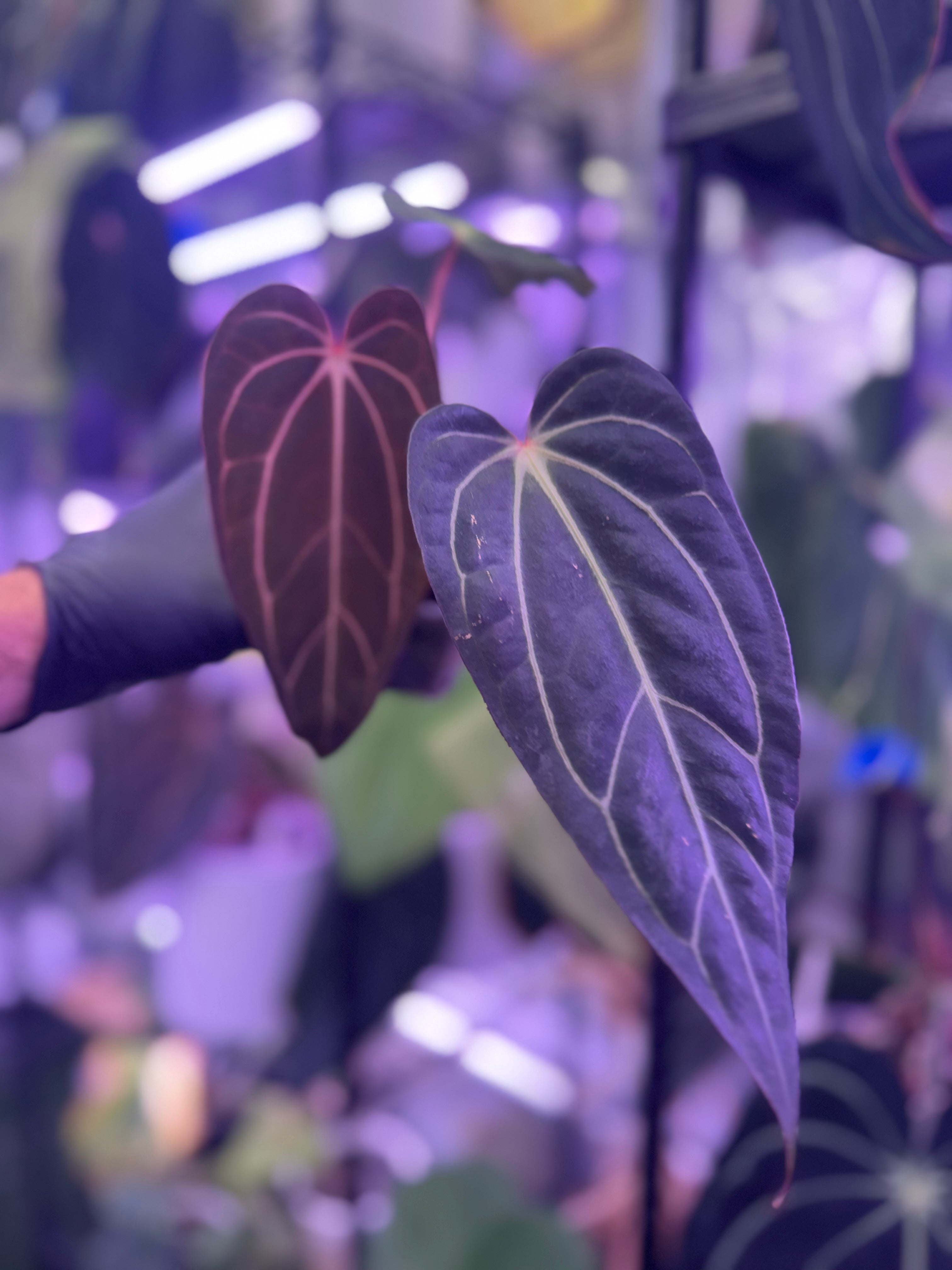 Anthurium carlablackiae Buz1 x (carla x sp. nov DF)