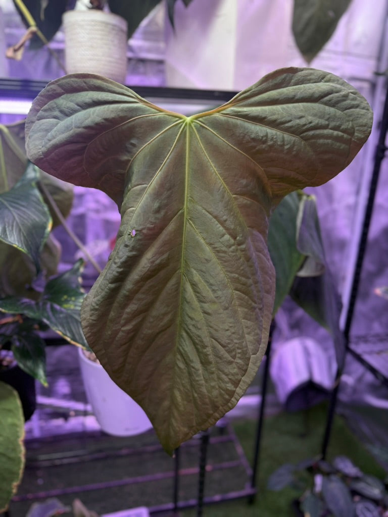 Anthurium sp. nov. DF x carlablackiae "RA5x10"
