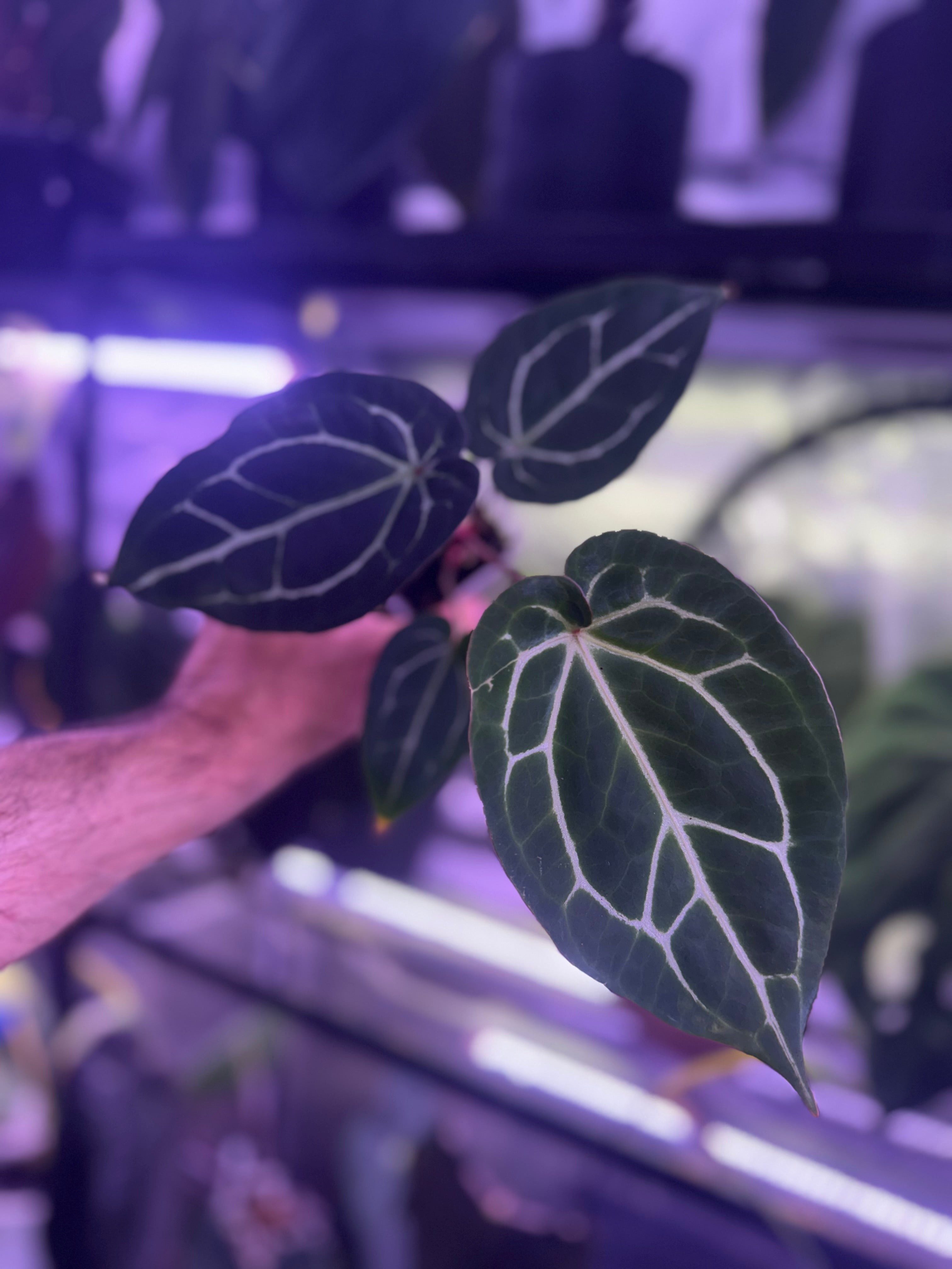 Anthurium Chocolate Crystal x “Black Widow x Michelle”
