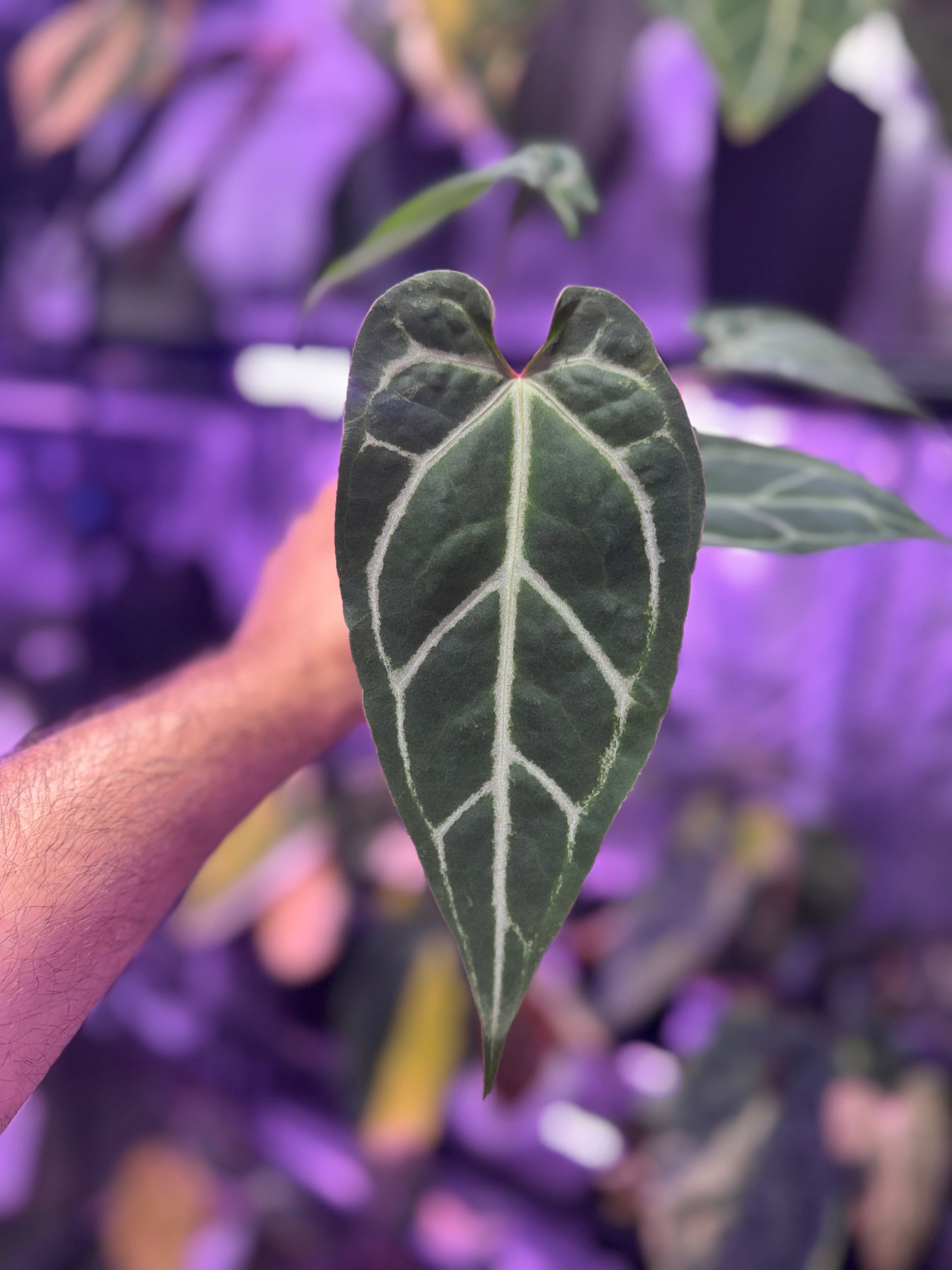 Anthurium FTG crystallinum x Tim Andersons “Stripey”