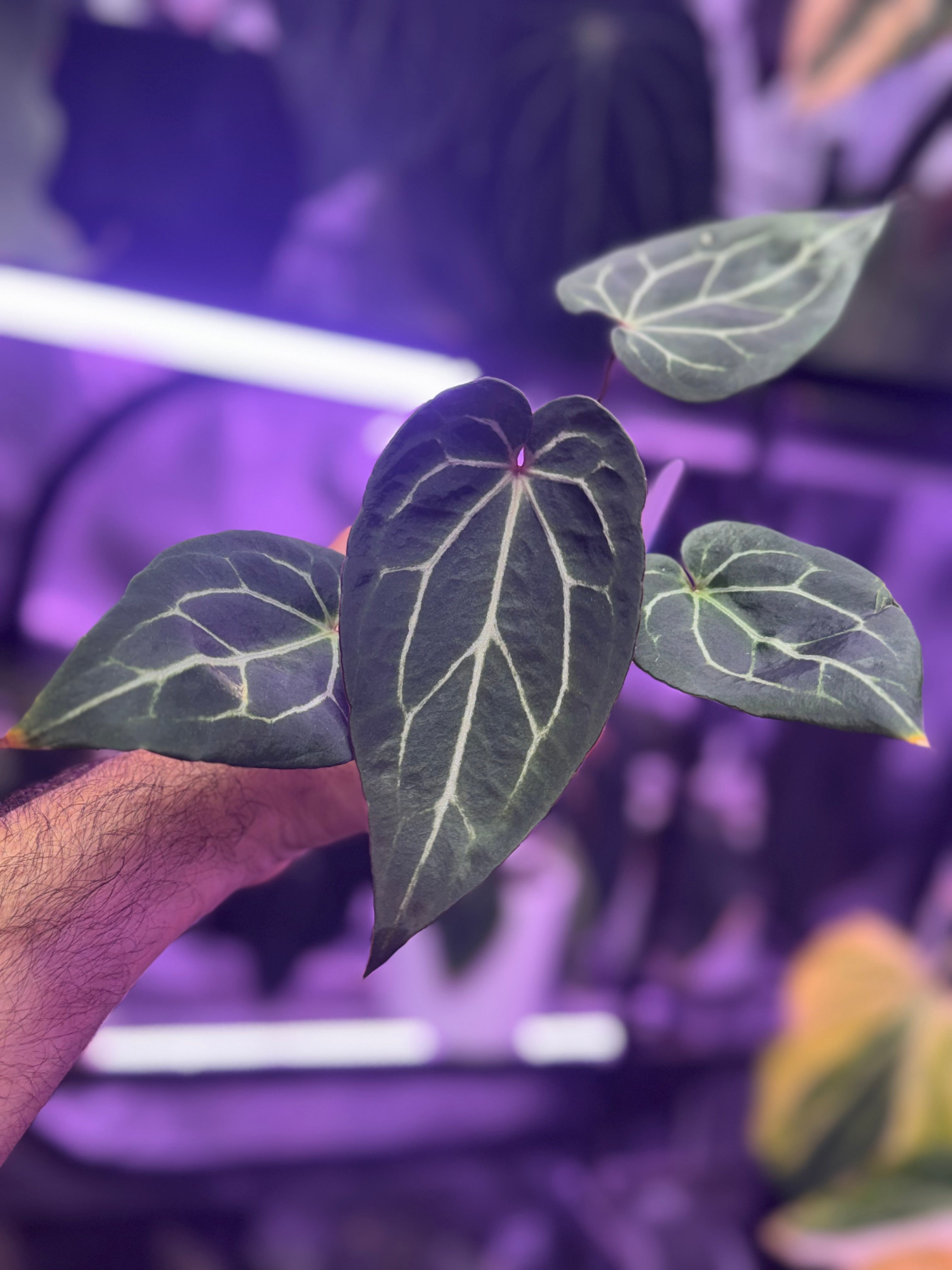 Anthurium Chocolate Crystal x “Black Widow x Michelle”