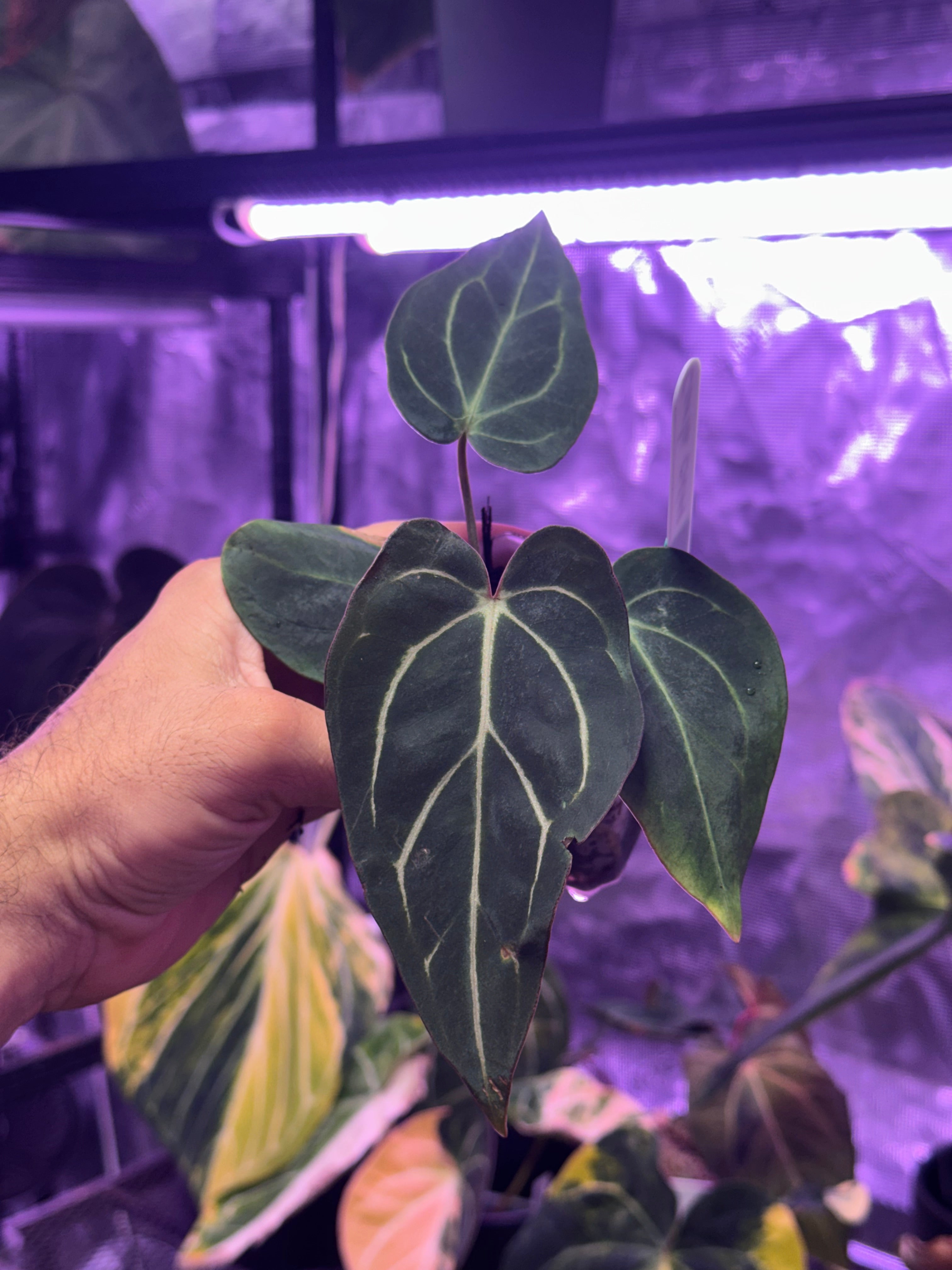 Anthurium carlablackiae OG4 x carla PM6