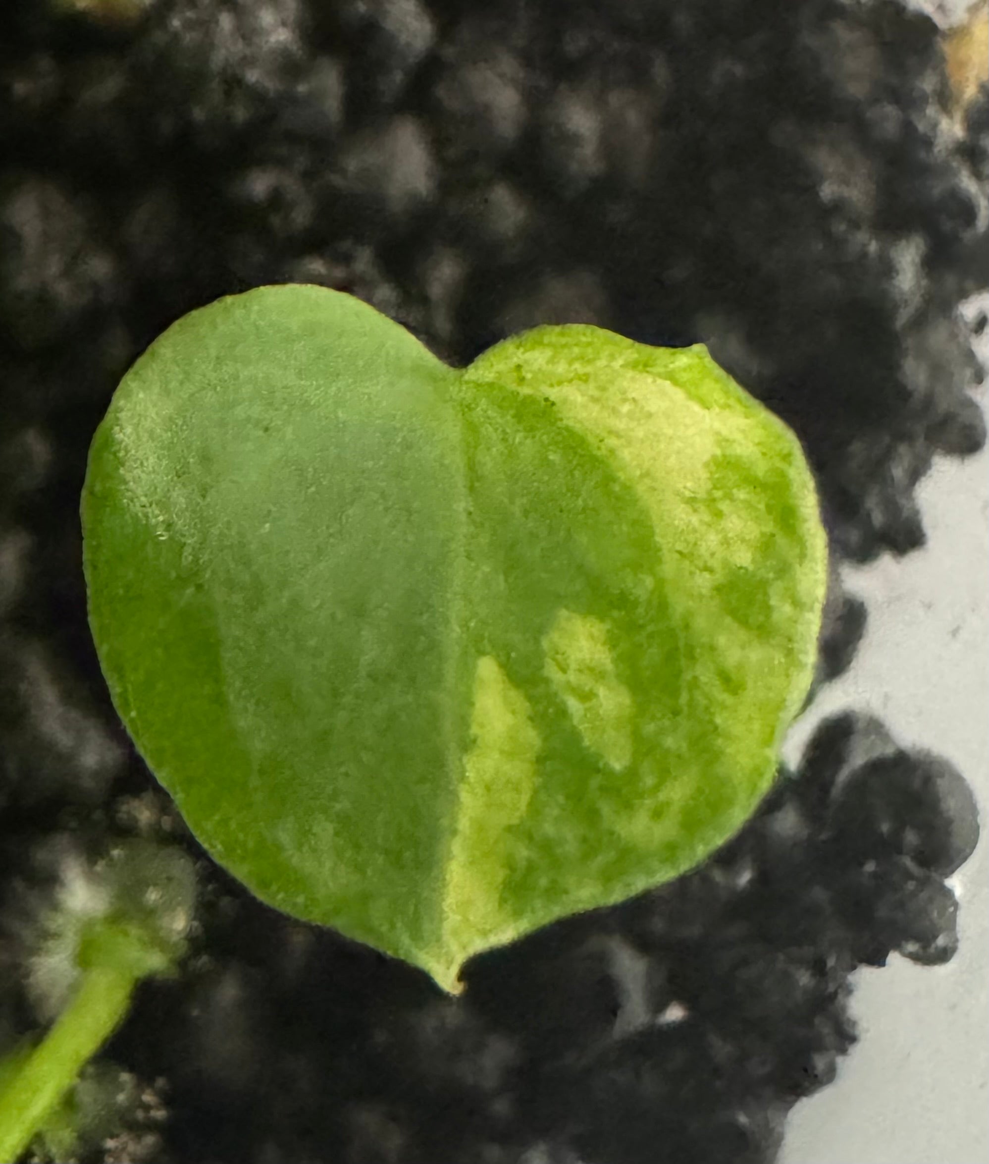 variegated Anthurium forgetti x Red Spider sprout