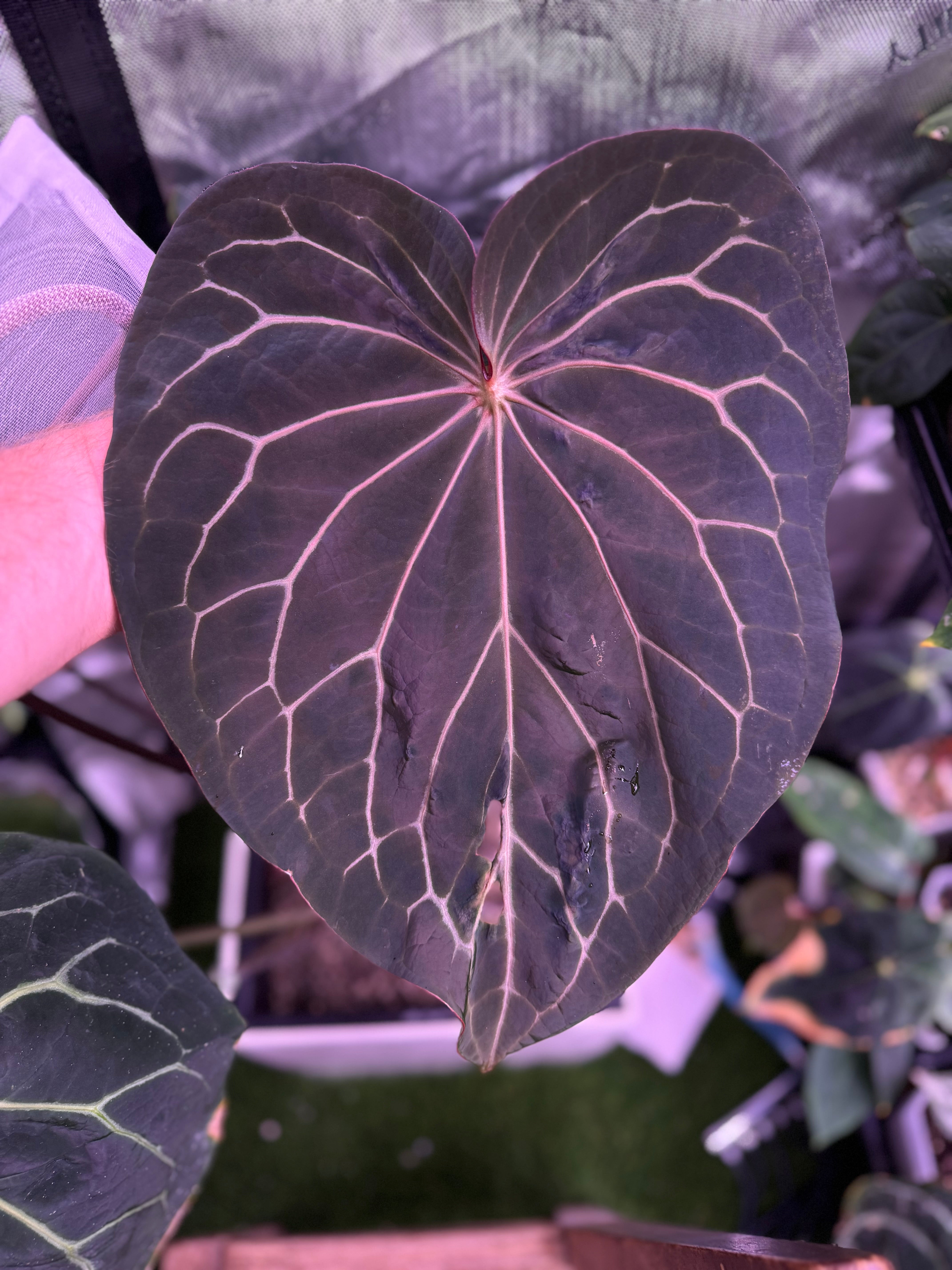 Anthurium Black Widow x Michelle x Self A (Hold Back)