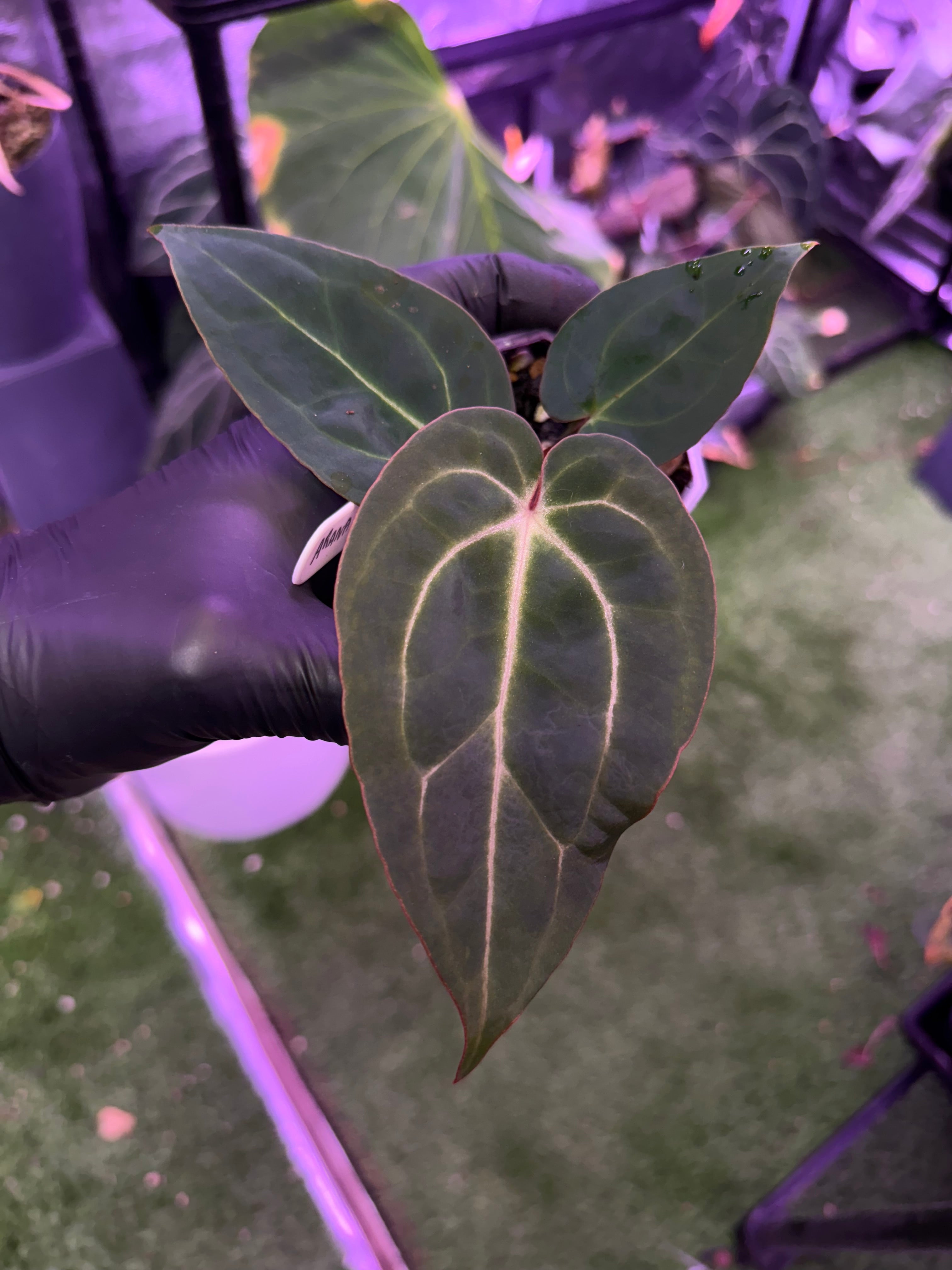 Anthurium Araña x Stripey