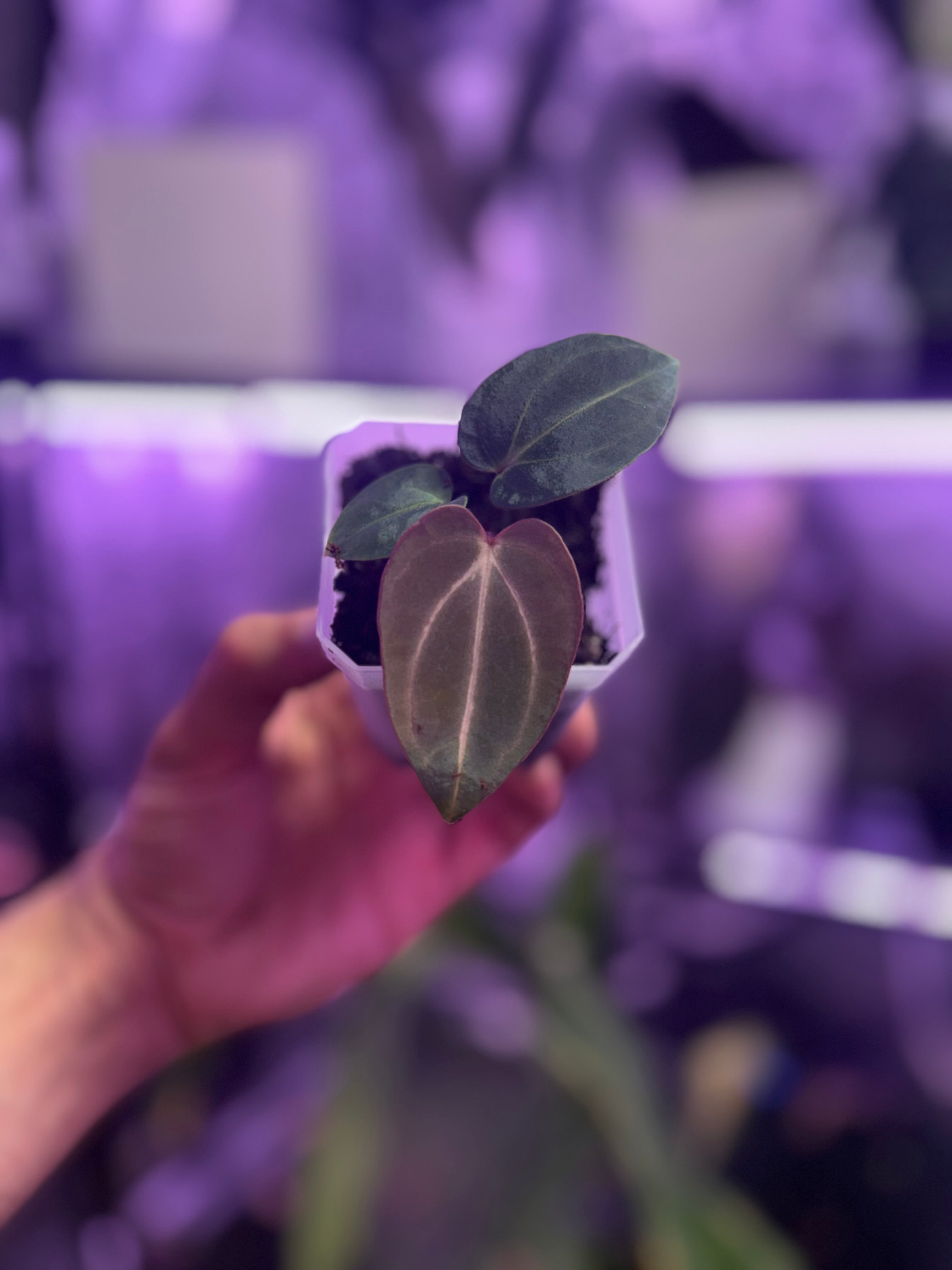 Anthurium carlablackiae (RA4 x PM1) x (Buz1 x RA8)
