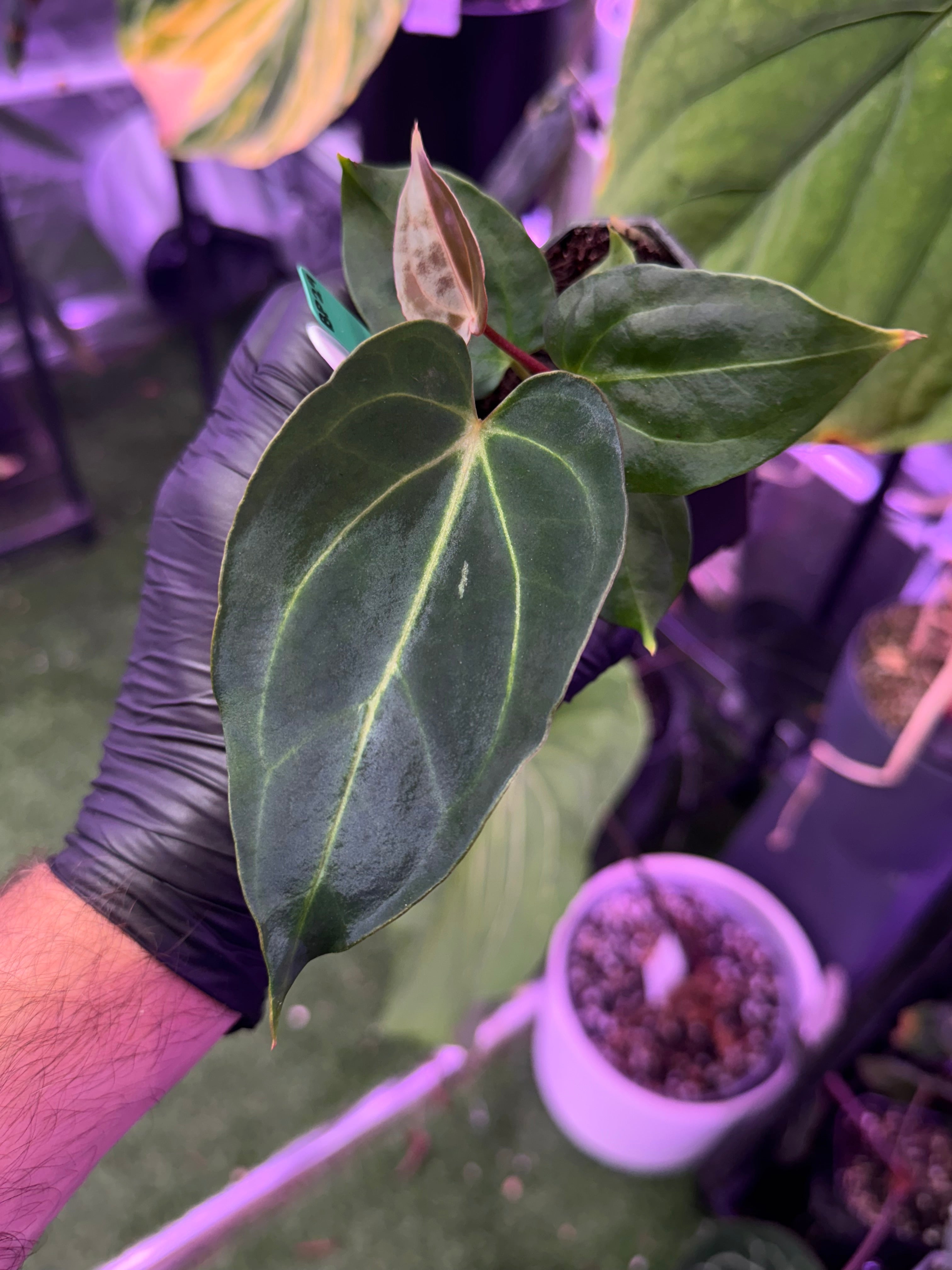 Anthurium Pap 'x’ x ?
