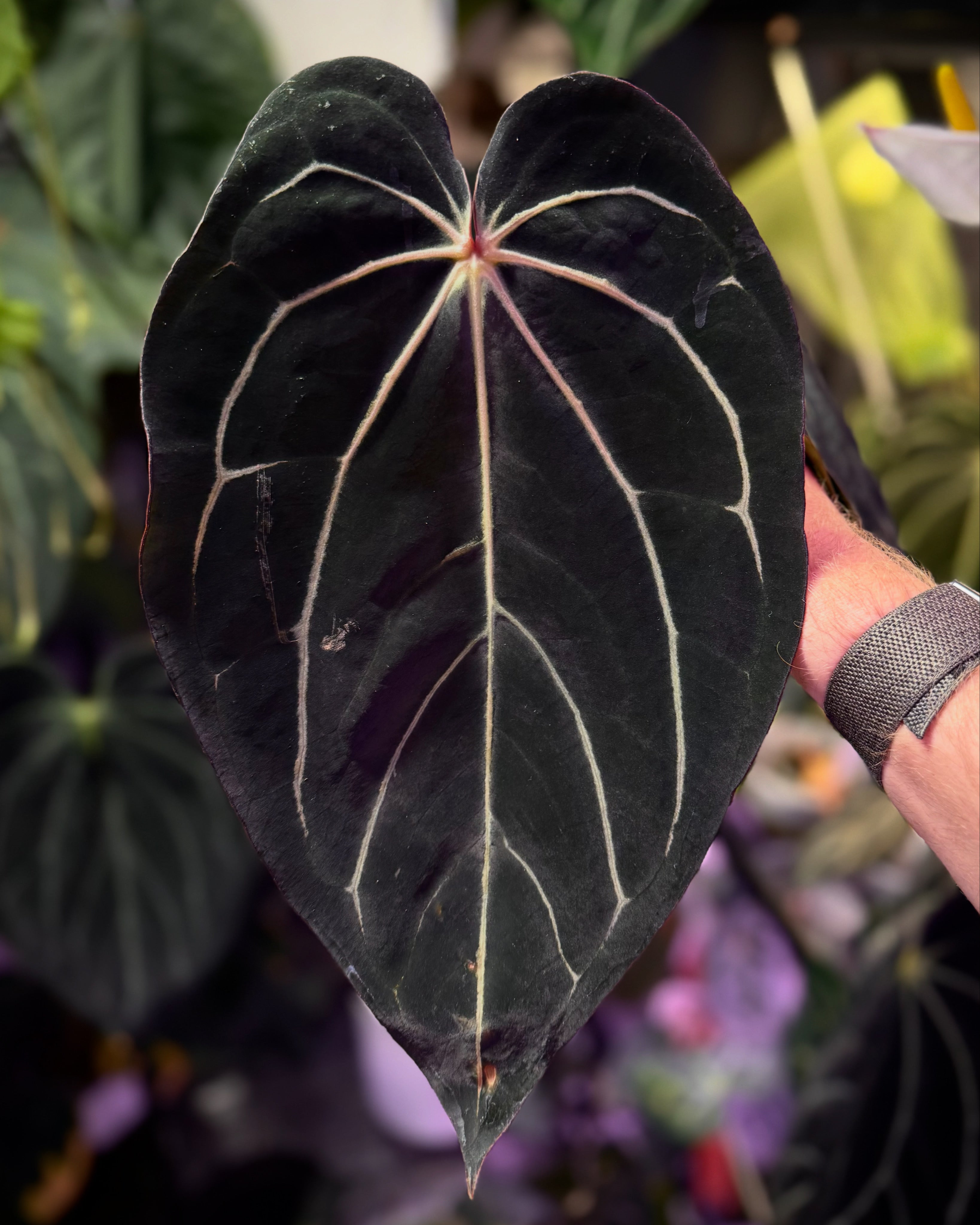 CaRL 2.0 - Anthurium carlablackiae “BUZ1 x RA8” X papillilaminum “Ralph Lyman” !
