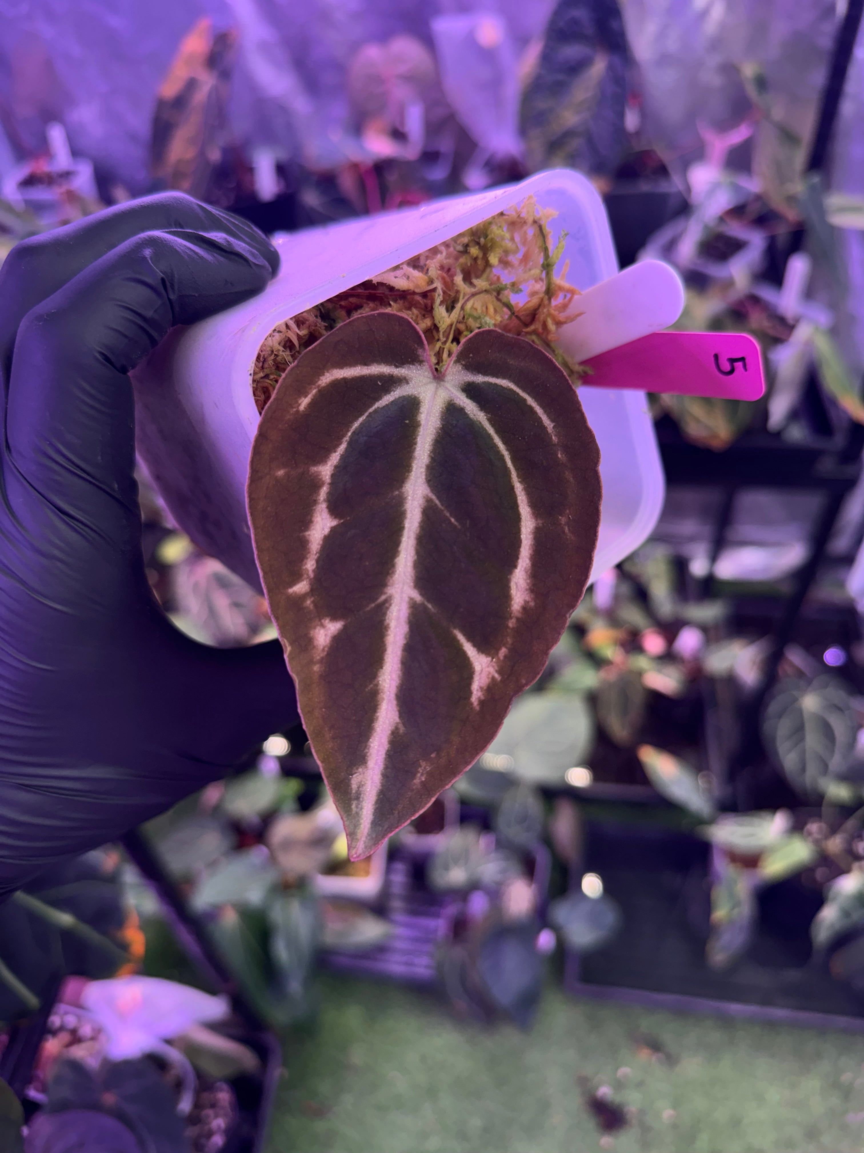 Anthurium carlablackiae OG4 clone