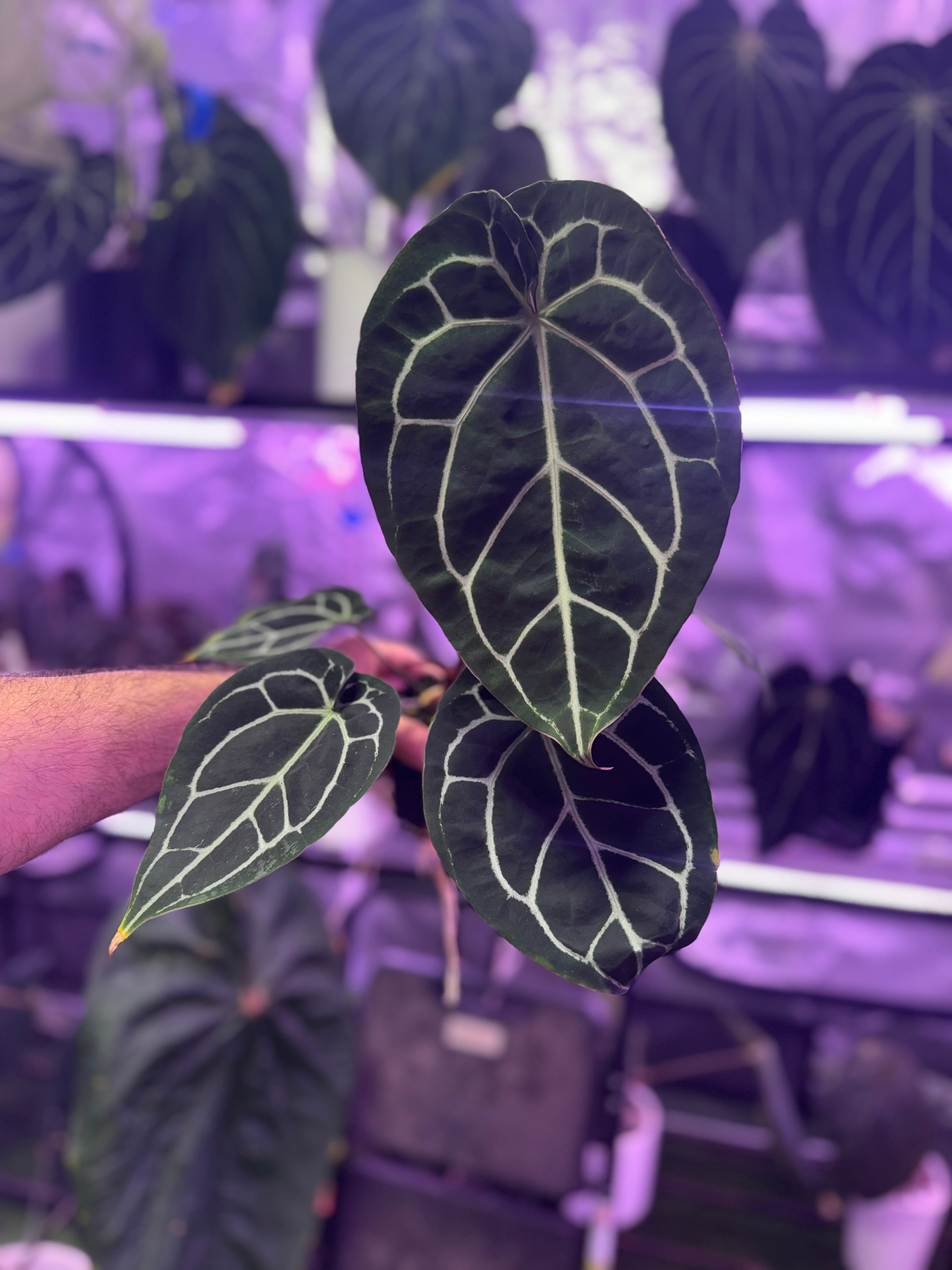 Anthurium (BVEP x “Black Widow x Michelle”) x “Black Widow x Michelle”