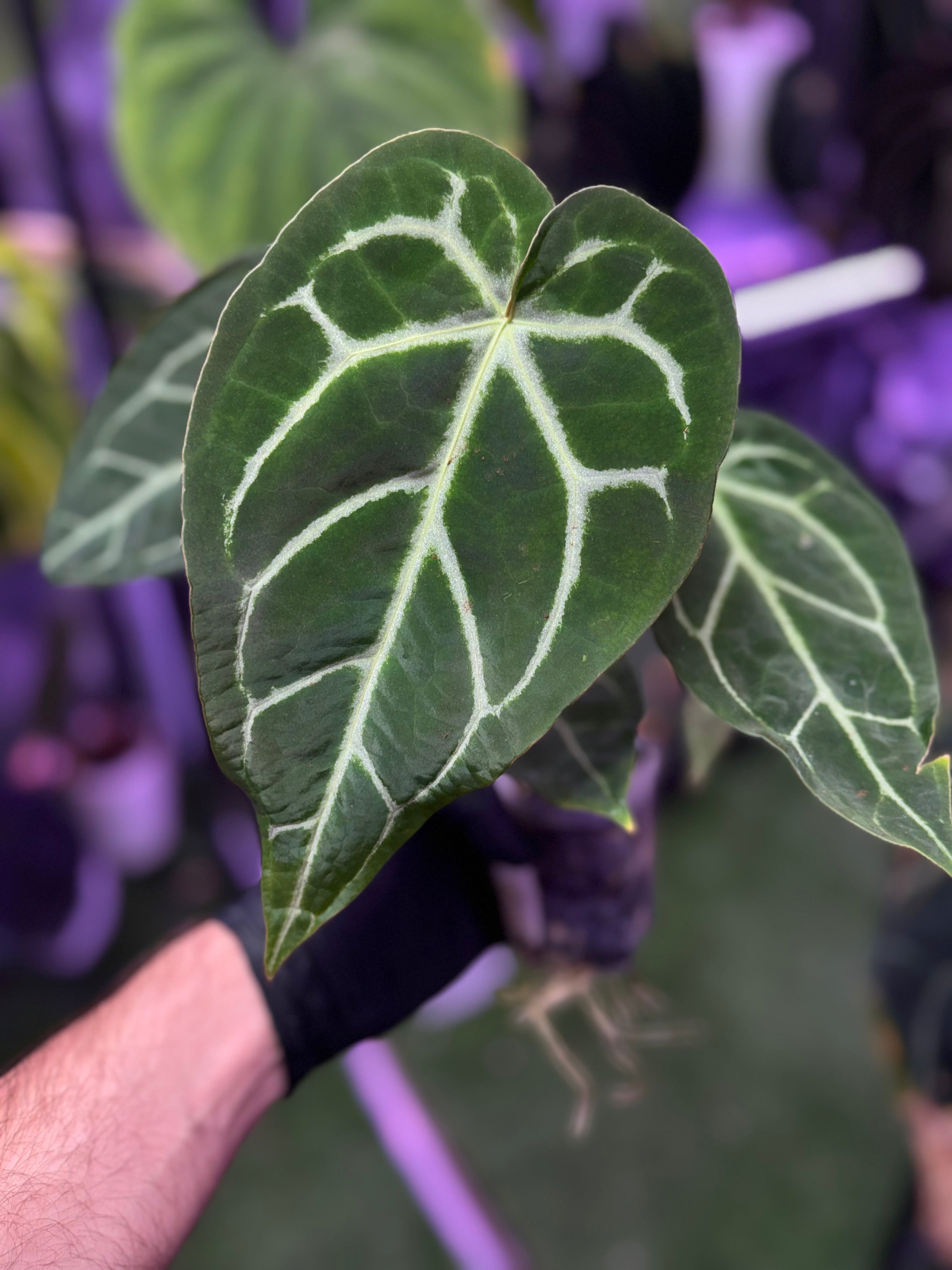 Anthurium Black Widow Michelle x mag ‘Norte’