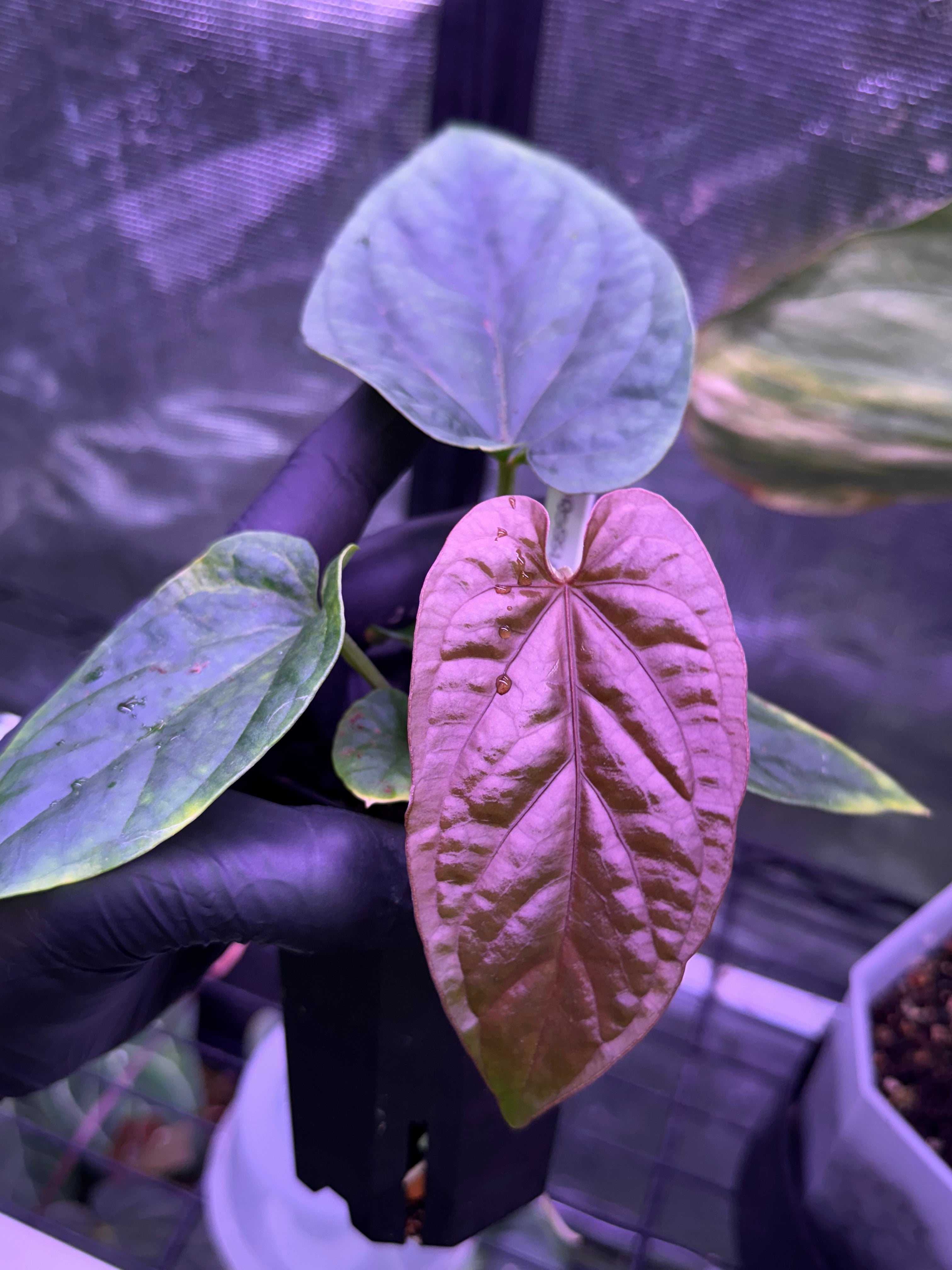 Anthurium dressleri x debile