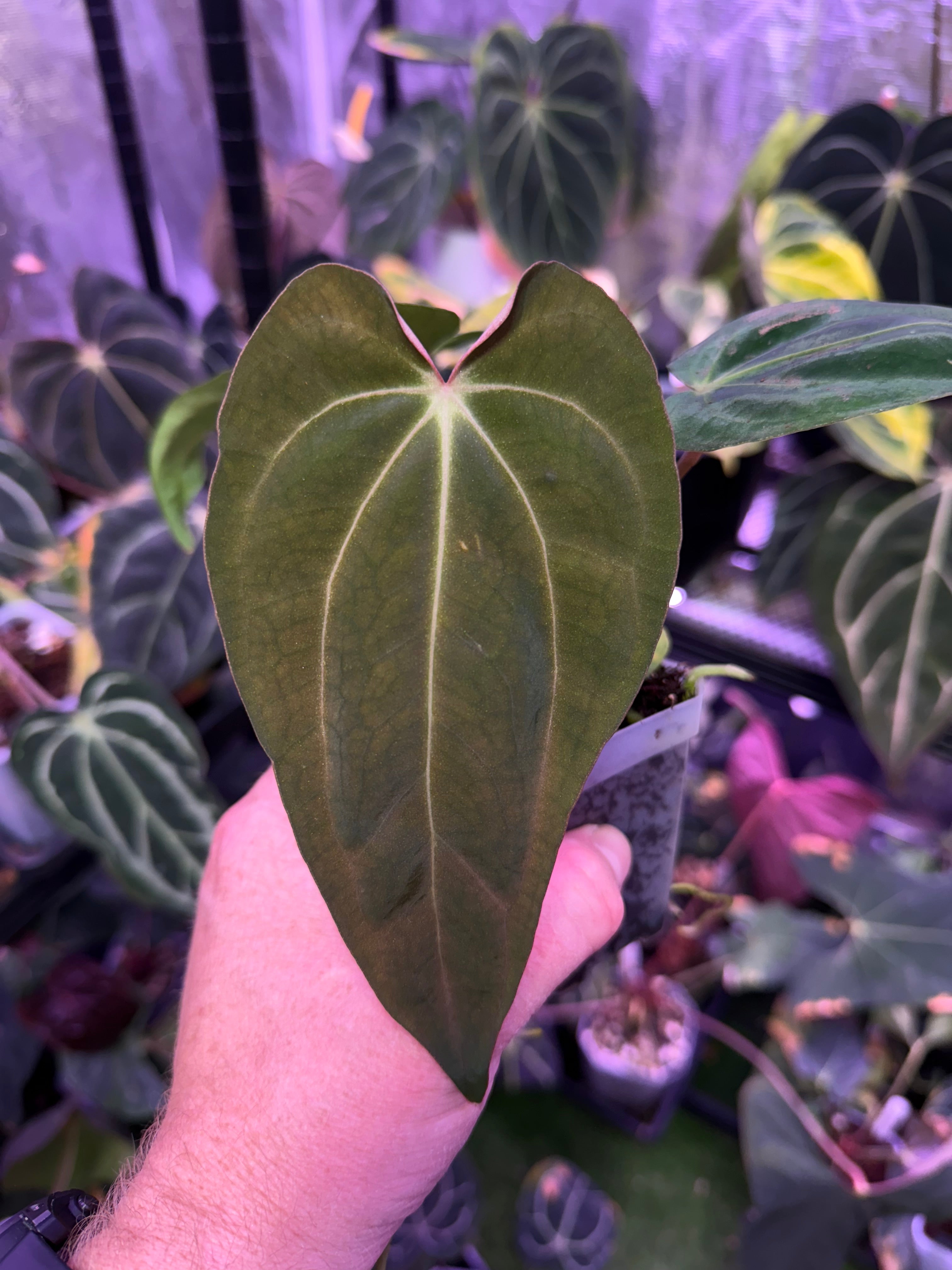 Anthurium carlablackiae 'District' X sp. nov. DF