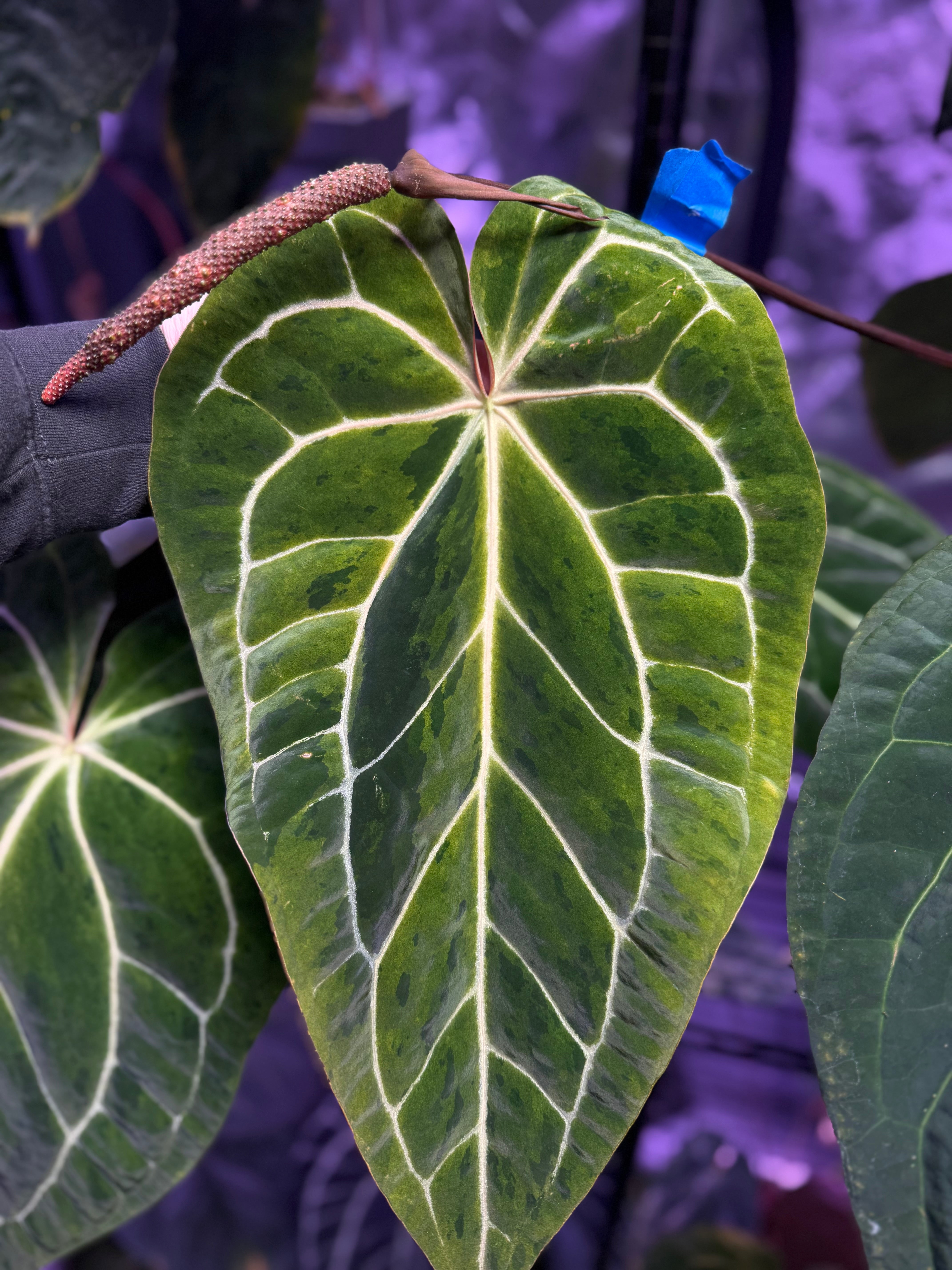 Anthurium "Snake Oil Buz 2" X "Black Cherry" - variegated seedling 03