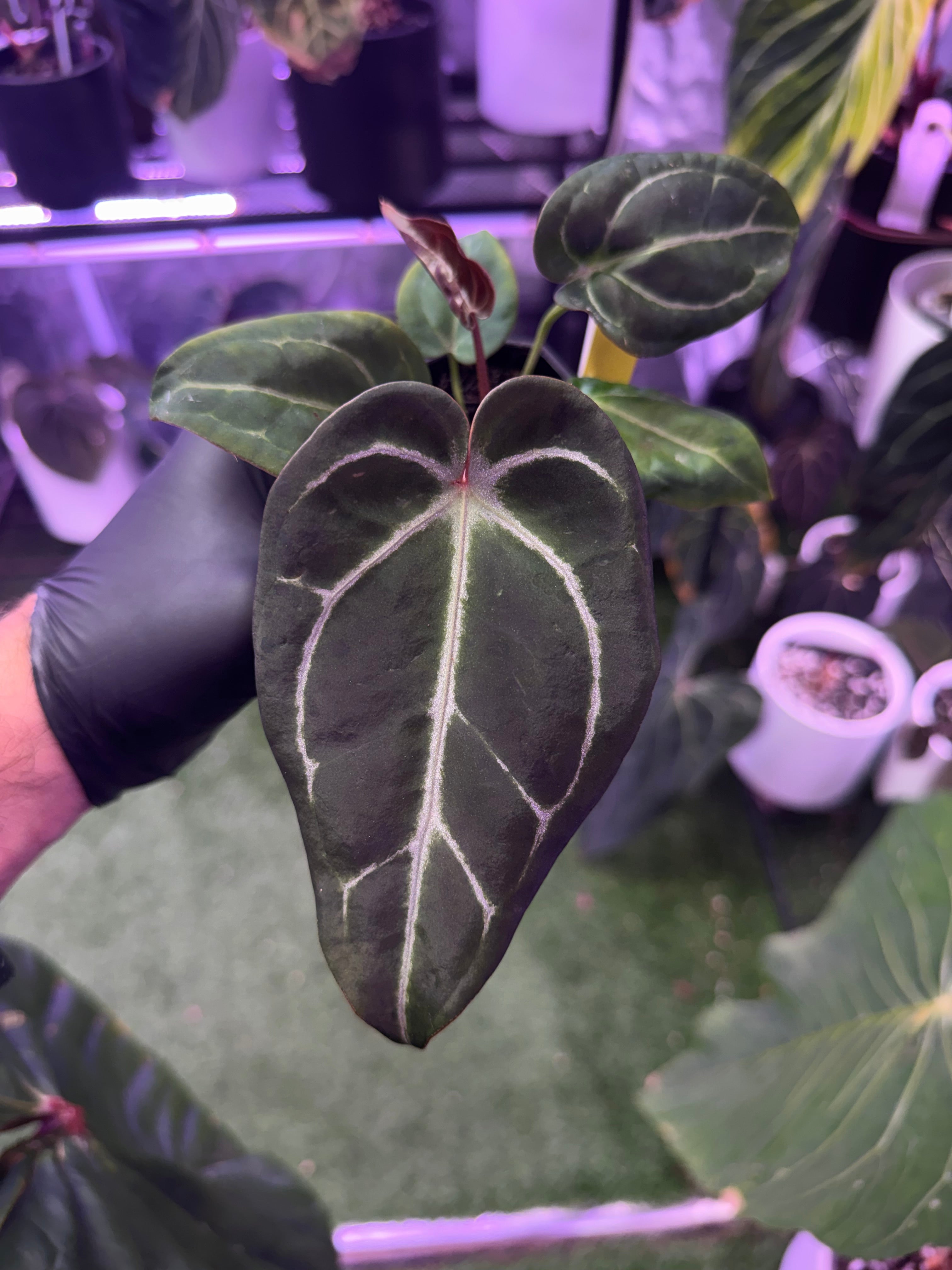 Anthurium cf. crystallinum x Tim Anderson ’Stripey’