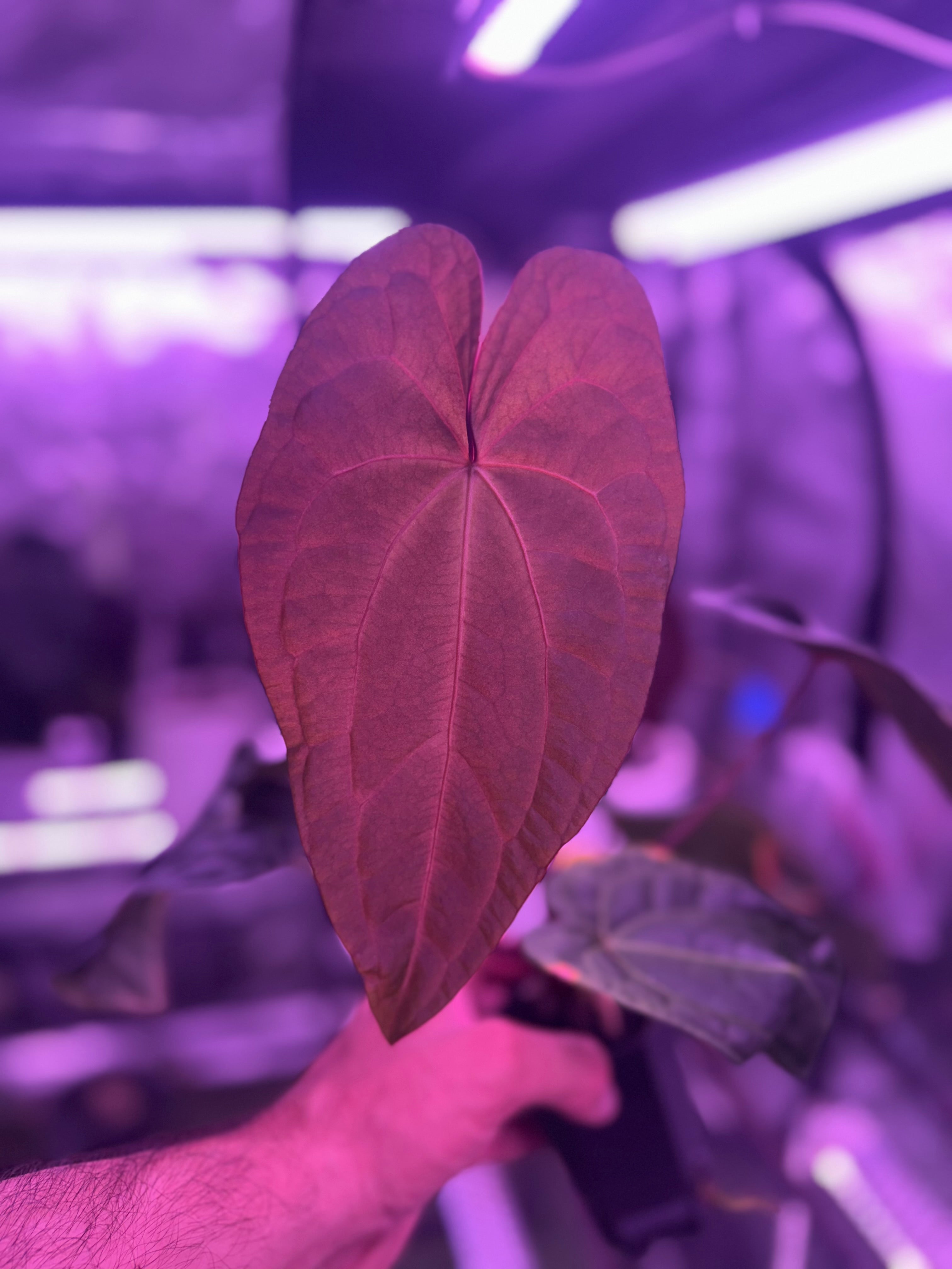 Anthurium Udaka x Snake Oil Buz2