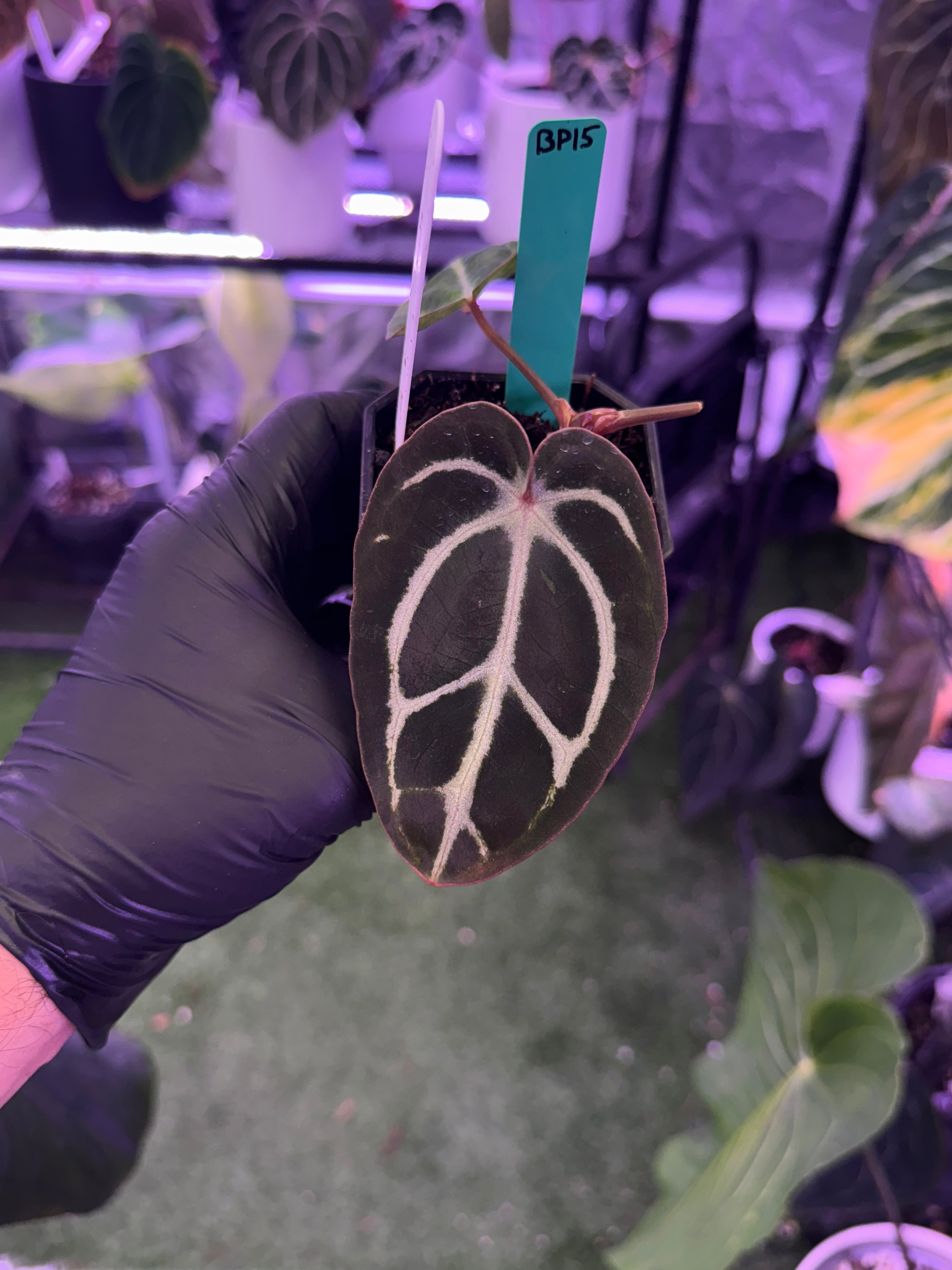 Anthurium carlablackiae RA10 x ?