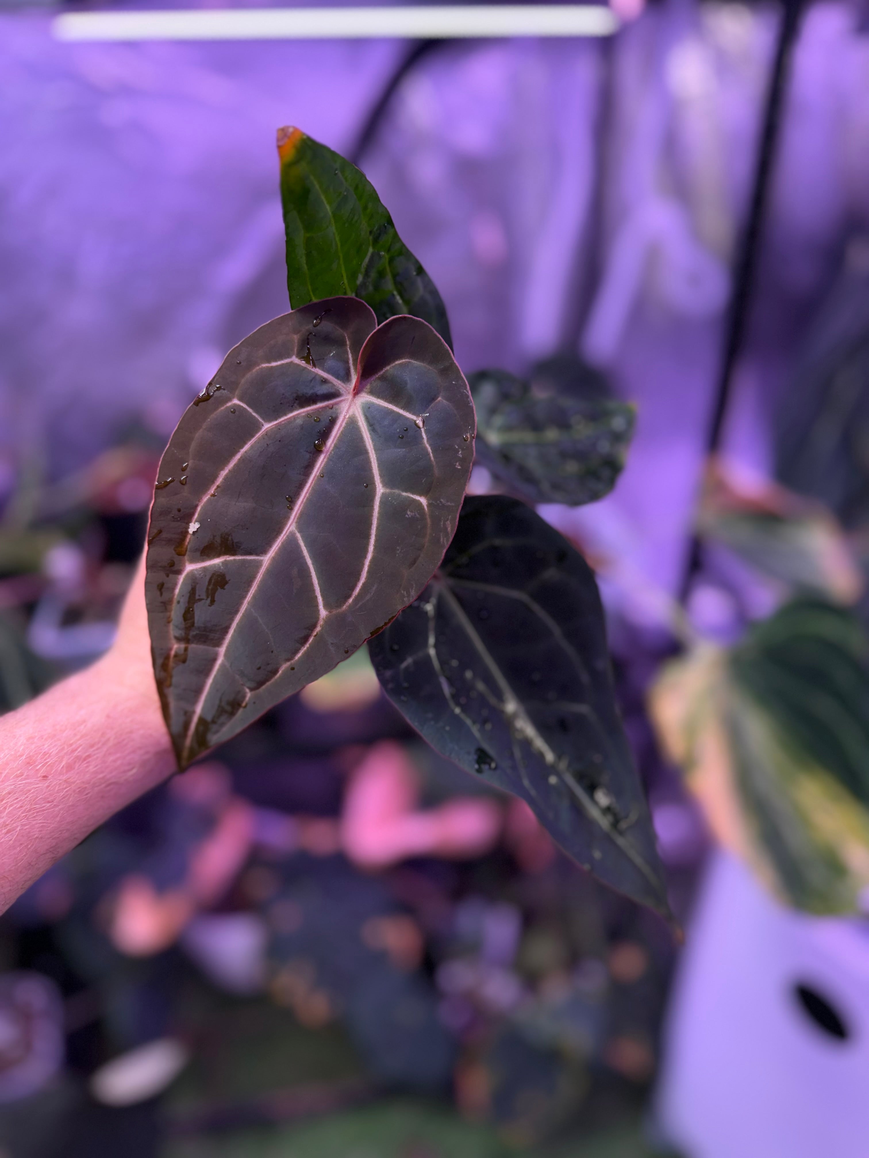 Anthurium carlablackie 'Round xGPH001' X Black Widow x Michelle 04