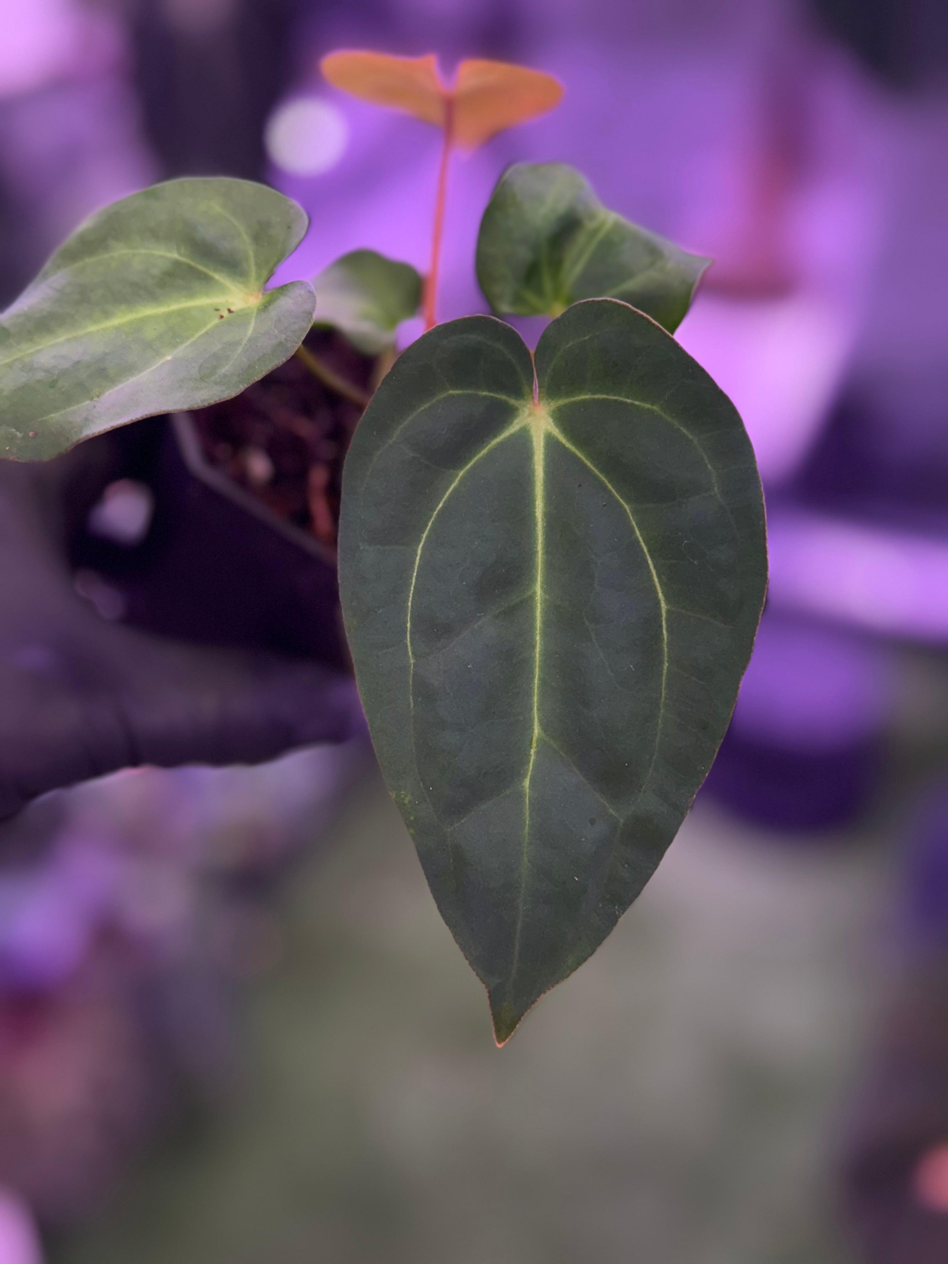 Anthurium ‘pap X’ x ?