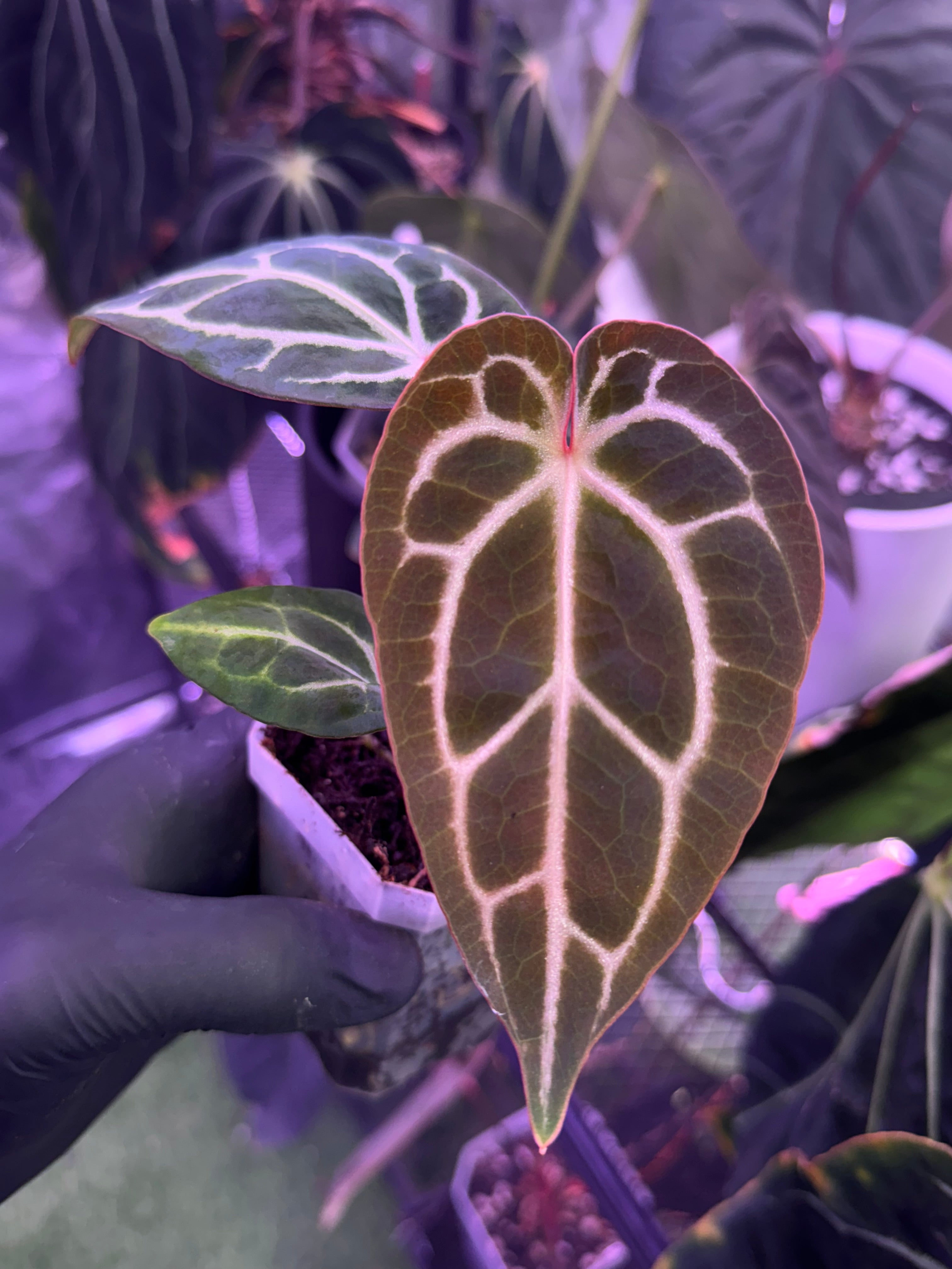 Anthurium Chocolate Crystal x Stripey