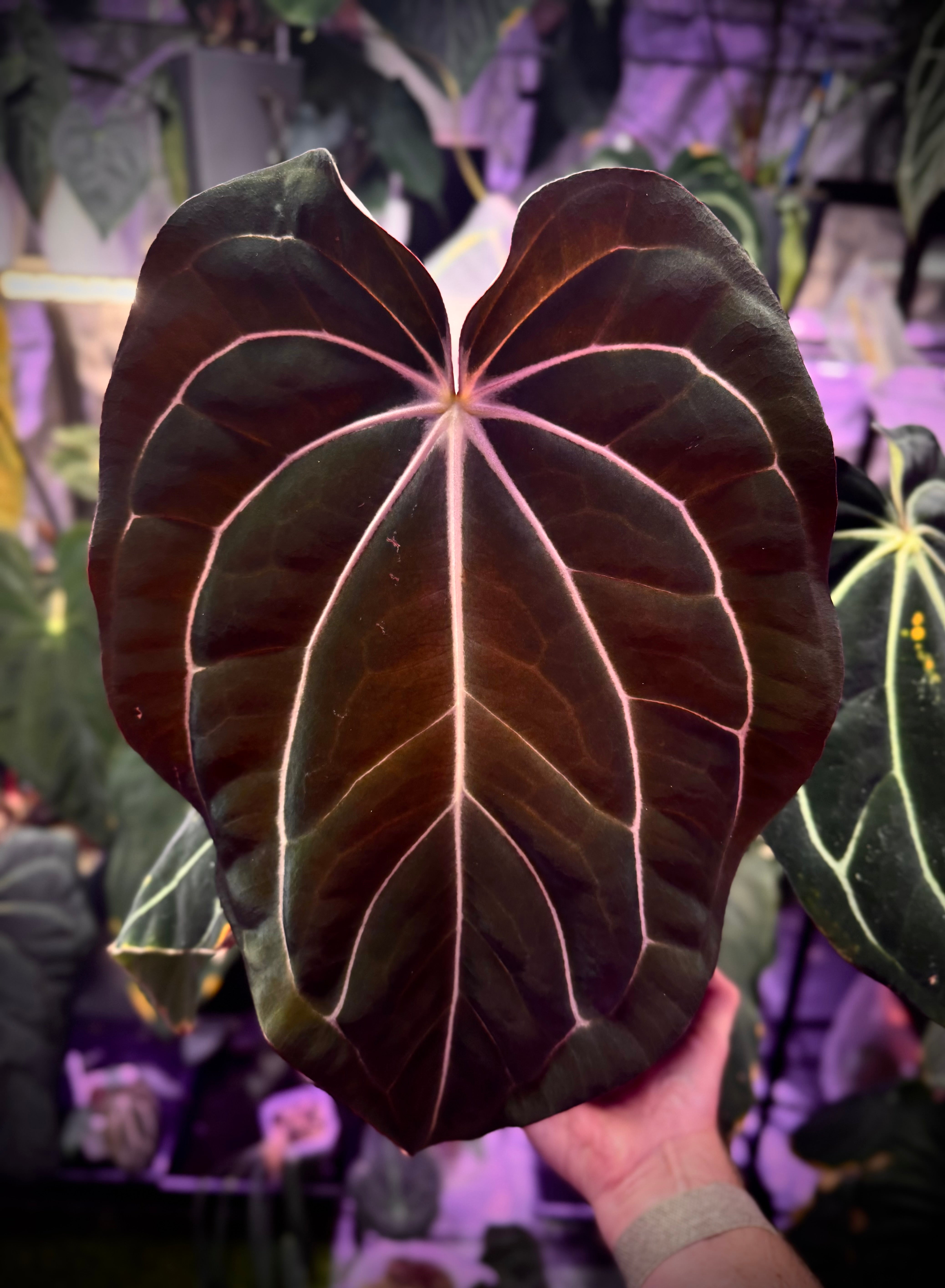 Anthurium carlablackiae Buz 1 X RA5x10