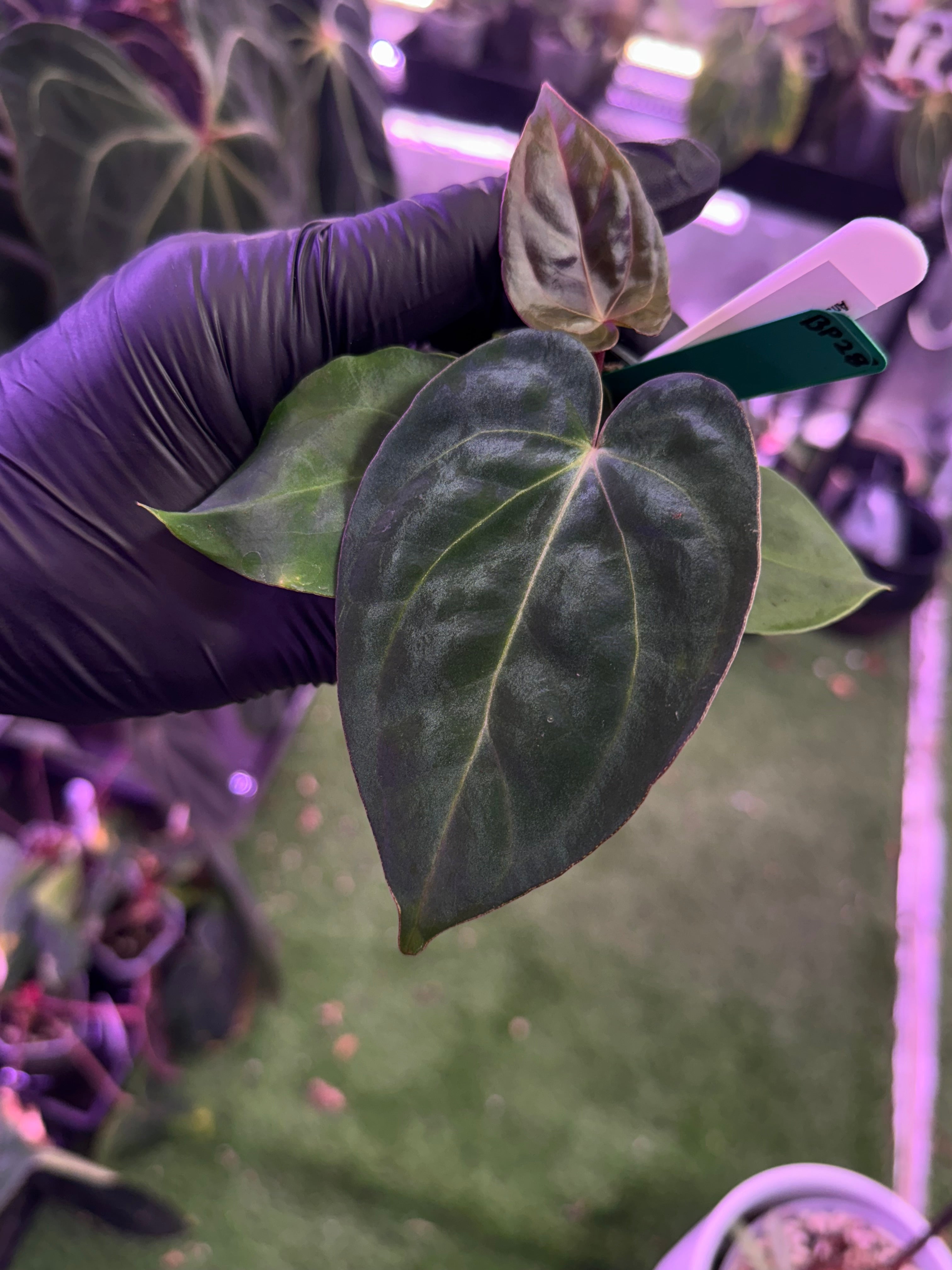 Anthurium Pap 'x’ x ?