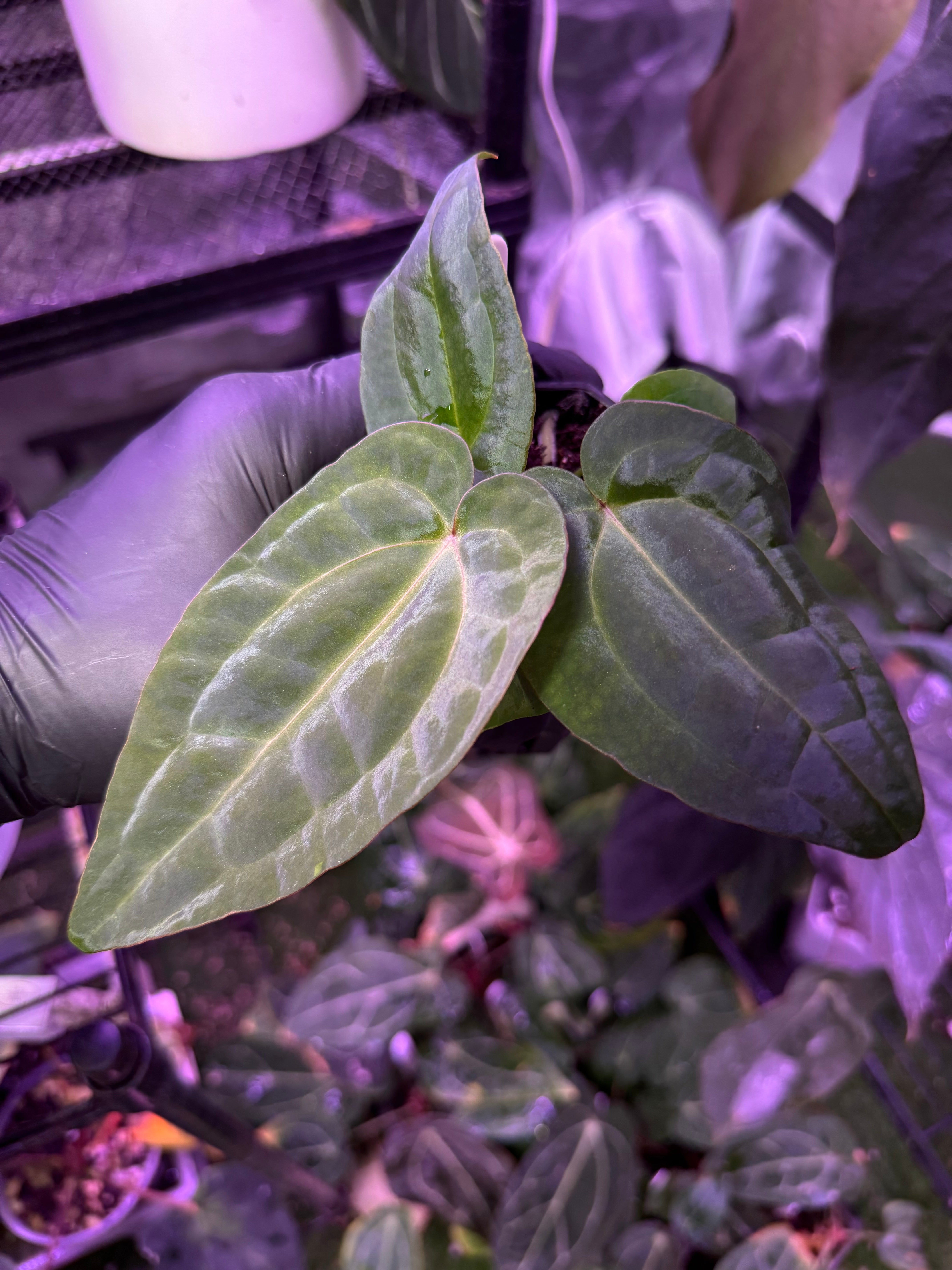 Anthurium "Michelle" x "RVDP" *Growers Choice*