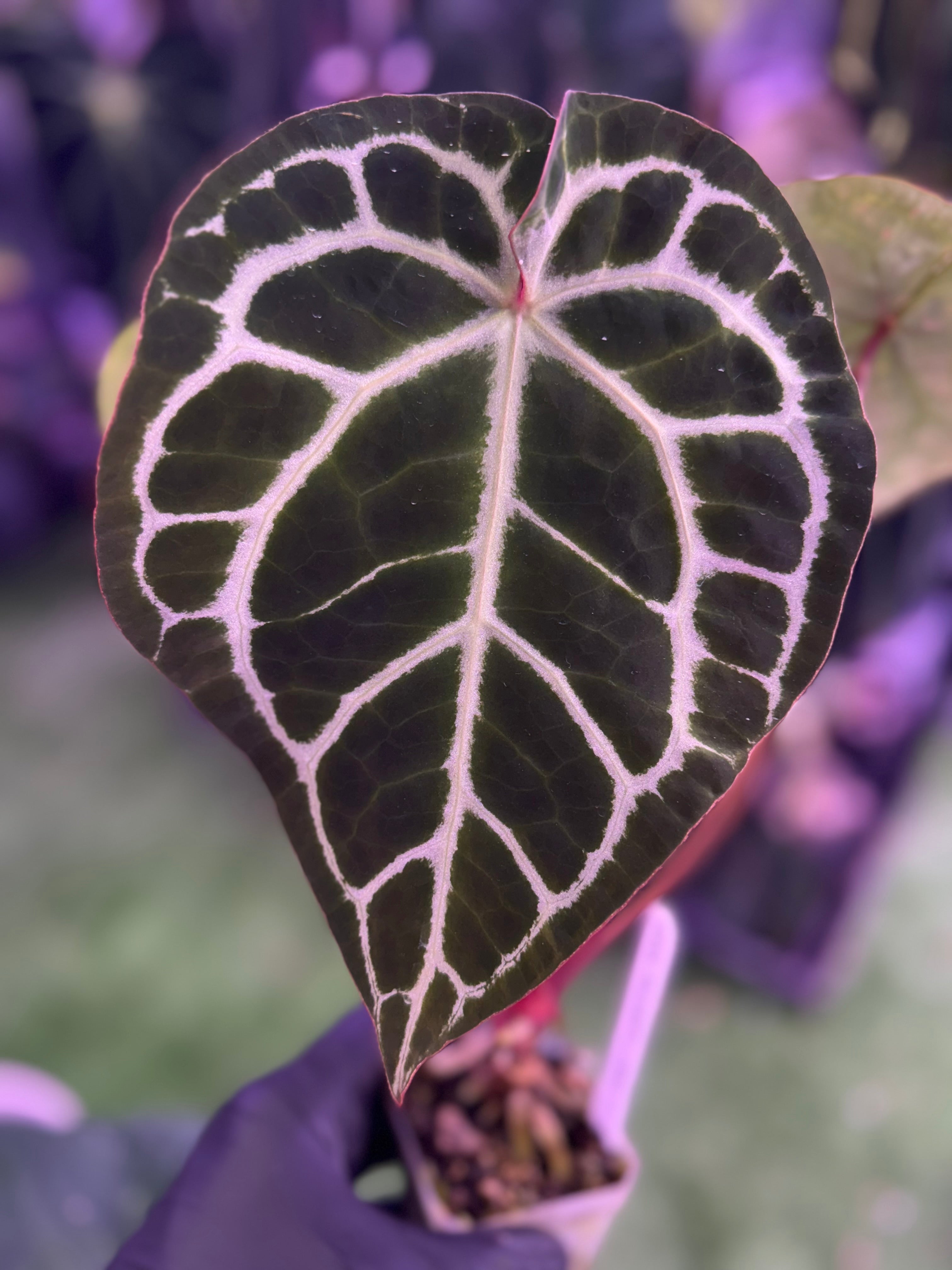 Anthurium SKG Silver x crystallinum sx. Antiqua