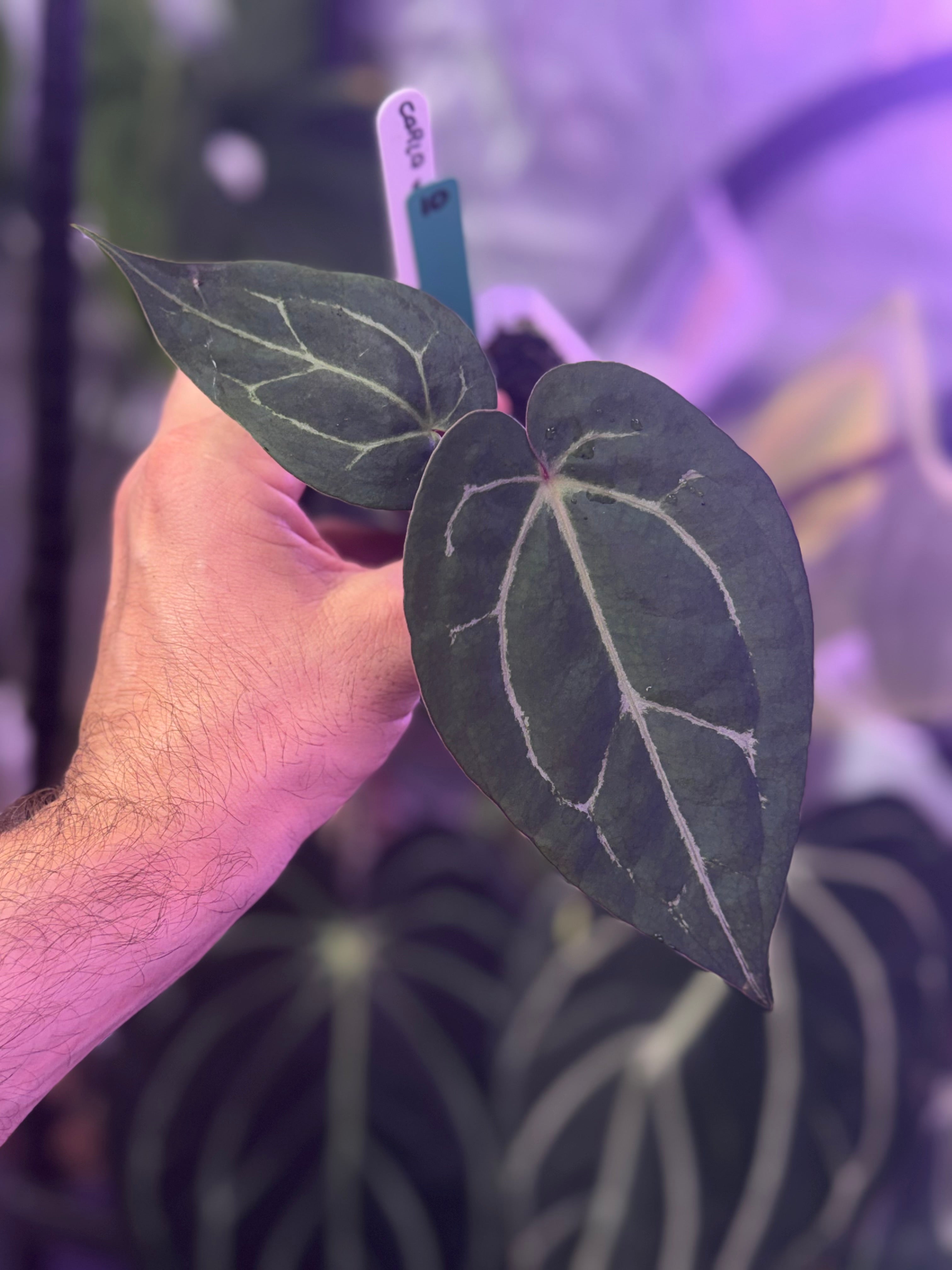 Anthurium (‘carlablackiae x Black Widow x Michelle #2’) x Tim Andersons ‘Stripey’