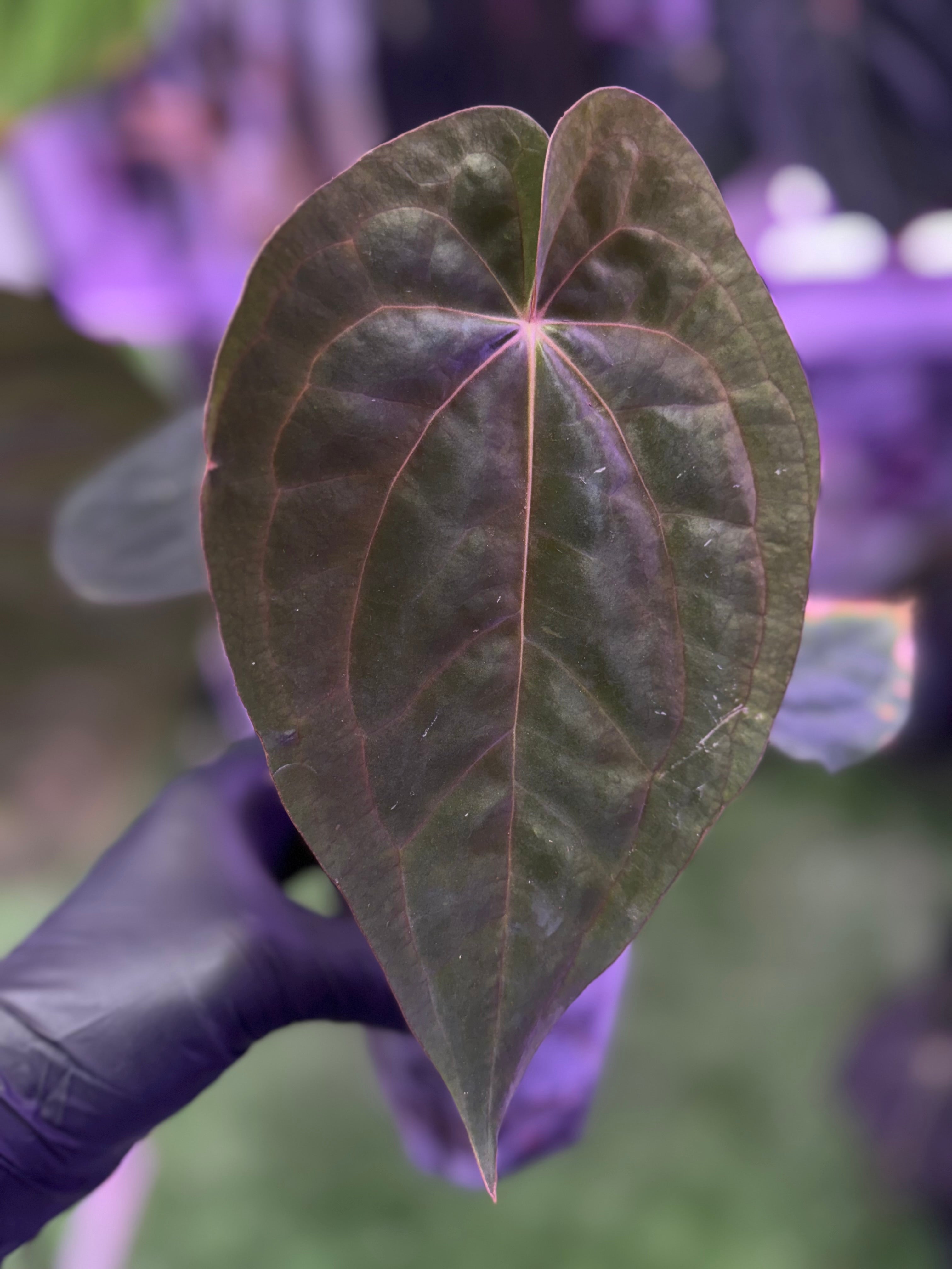 Anthurium DC ‘B’ x RVDP