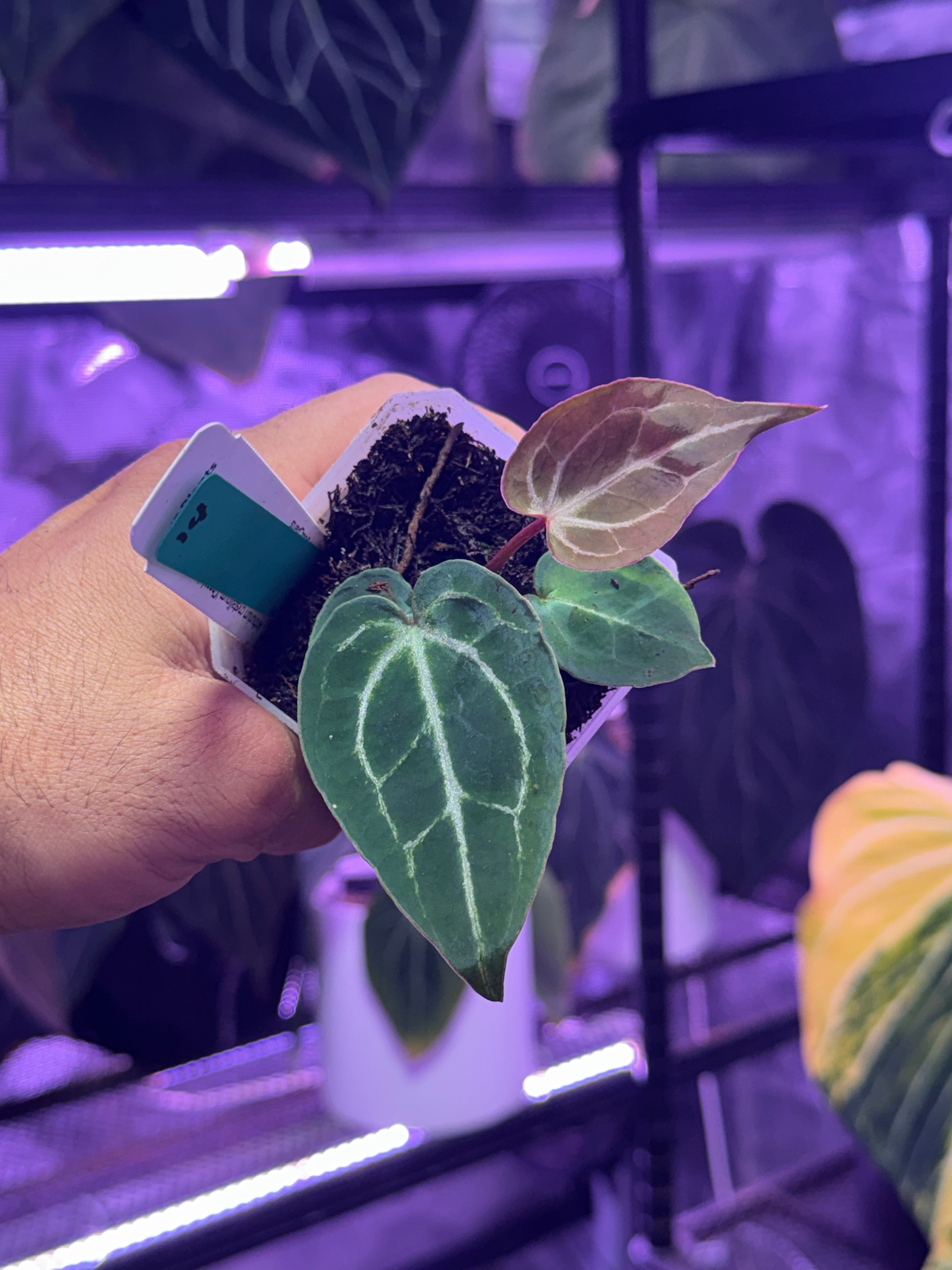 Anthurium Chocolate Crystalx Tezula Red Crystal