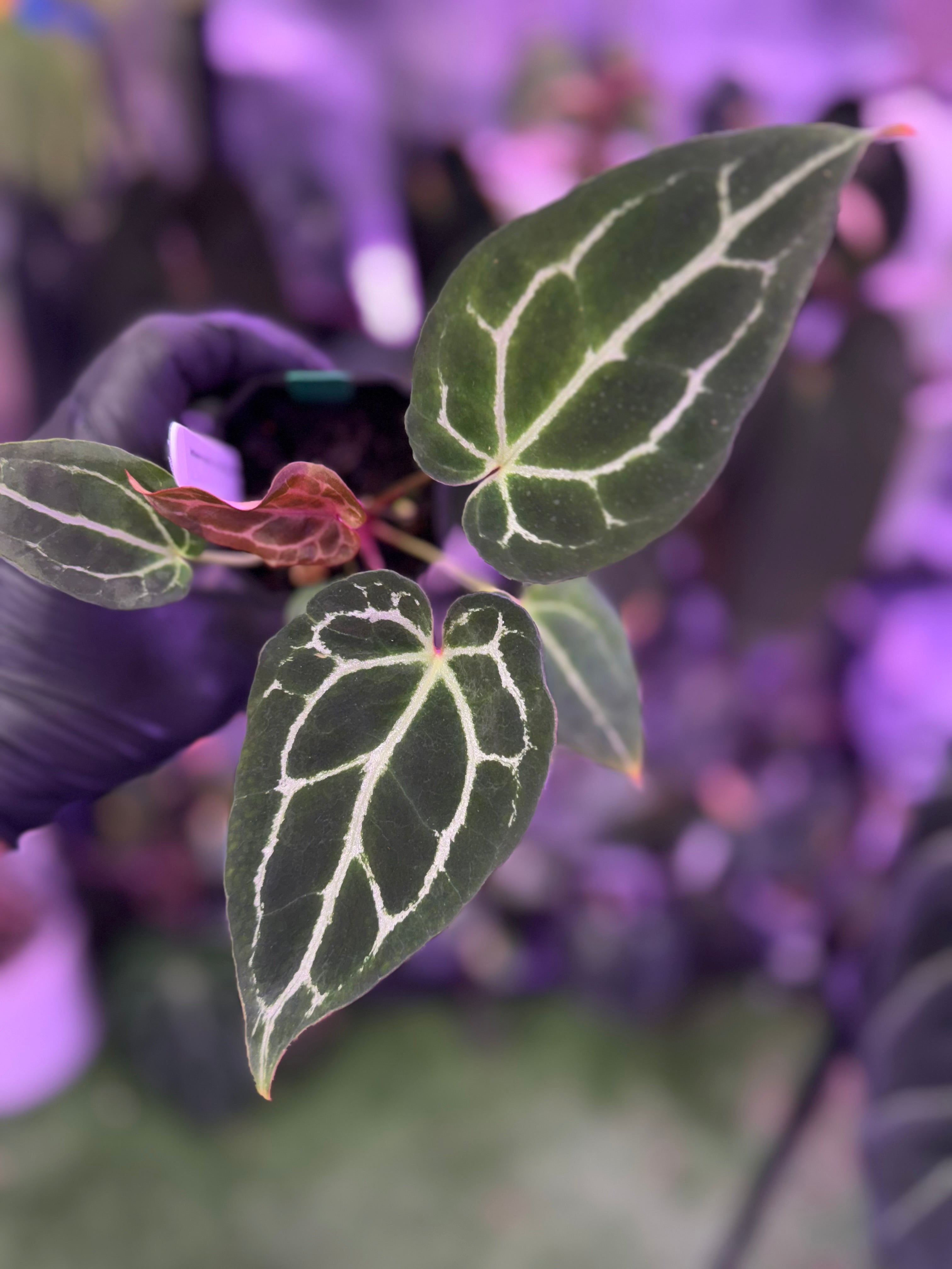 Anthurium Chocolate Crystal x Black Widow Michelle