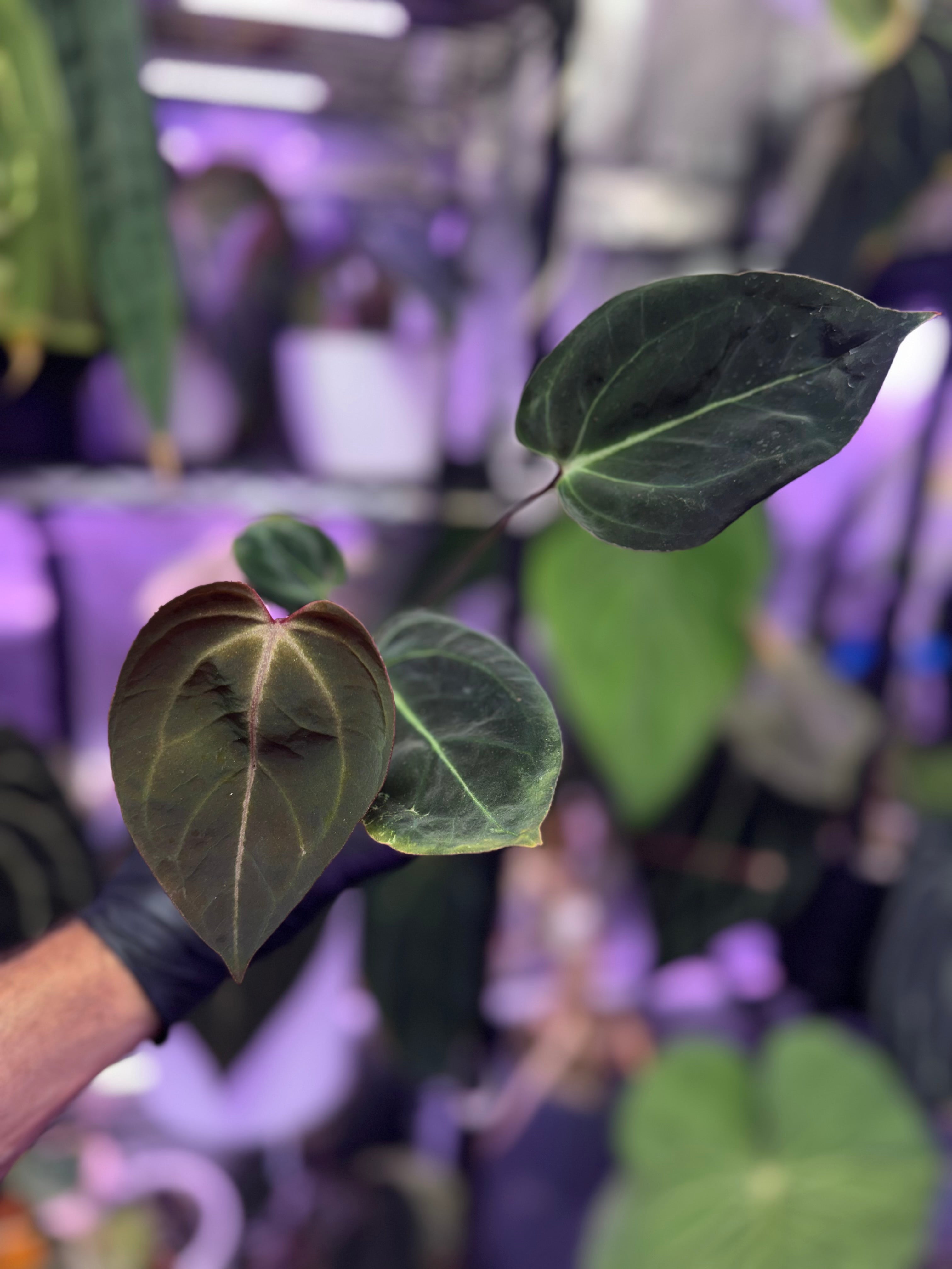 Anthurium "King of Spades x BVEP" x “Black Widow x Michelle”