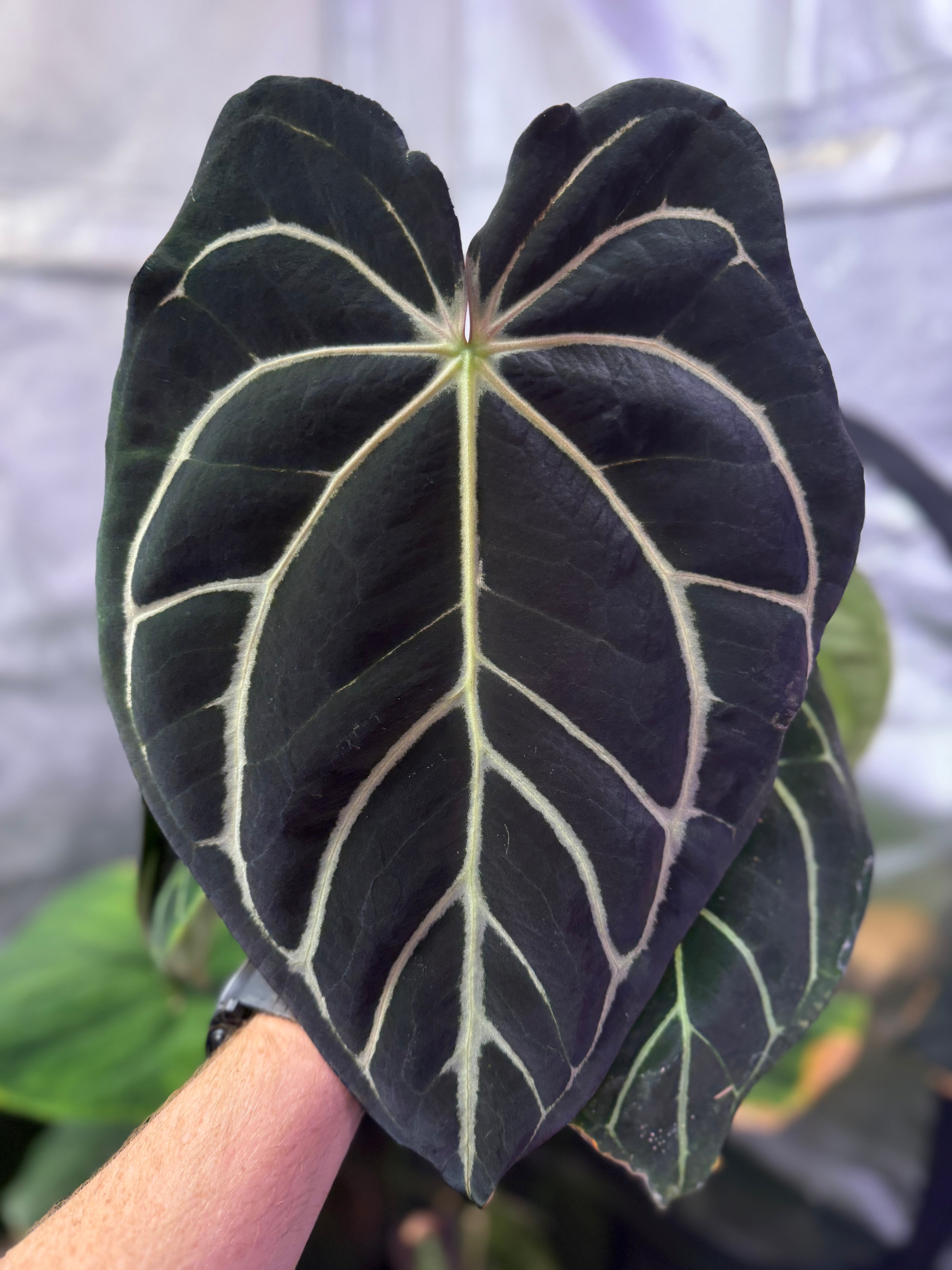 Anthurium "Stripey" X carlablackiae "RA6" A