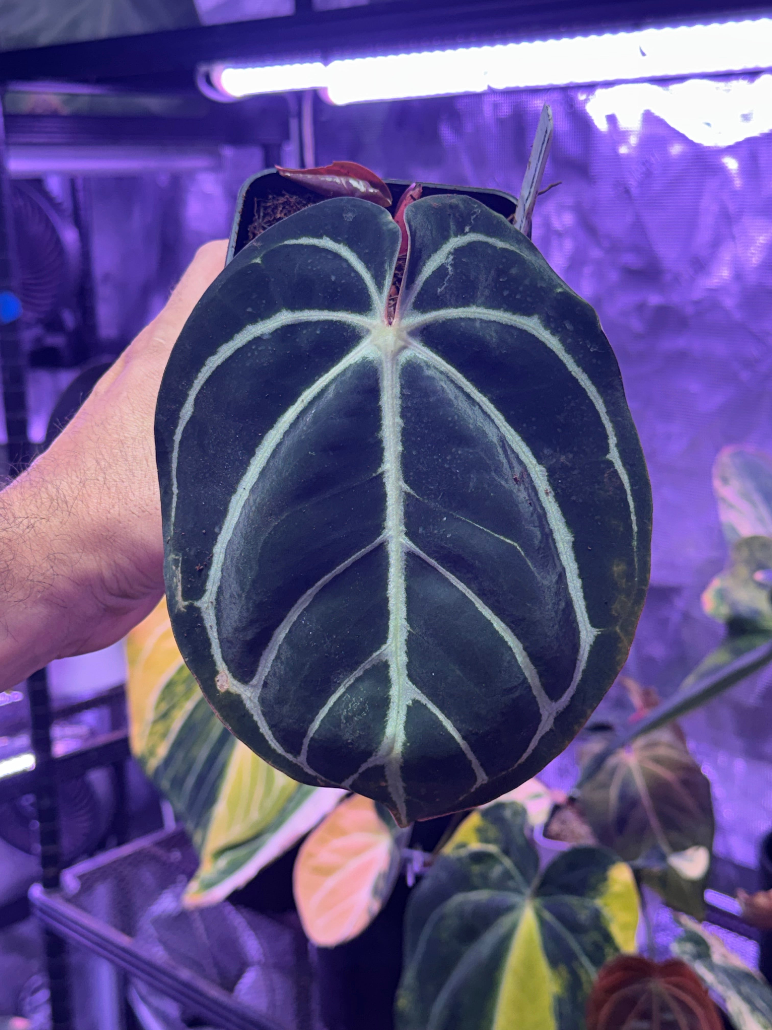 Anthurium carlablackiae OG1 x (RA 5x10)