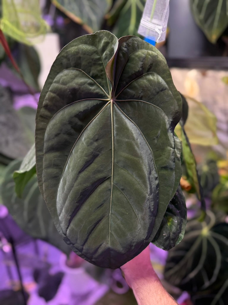 Anthuirum dressleri RGf2 "Justin" x "Snake Oil Buz 2"