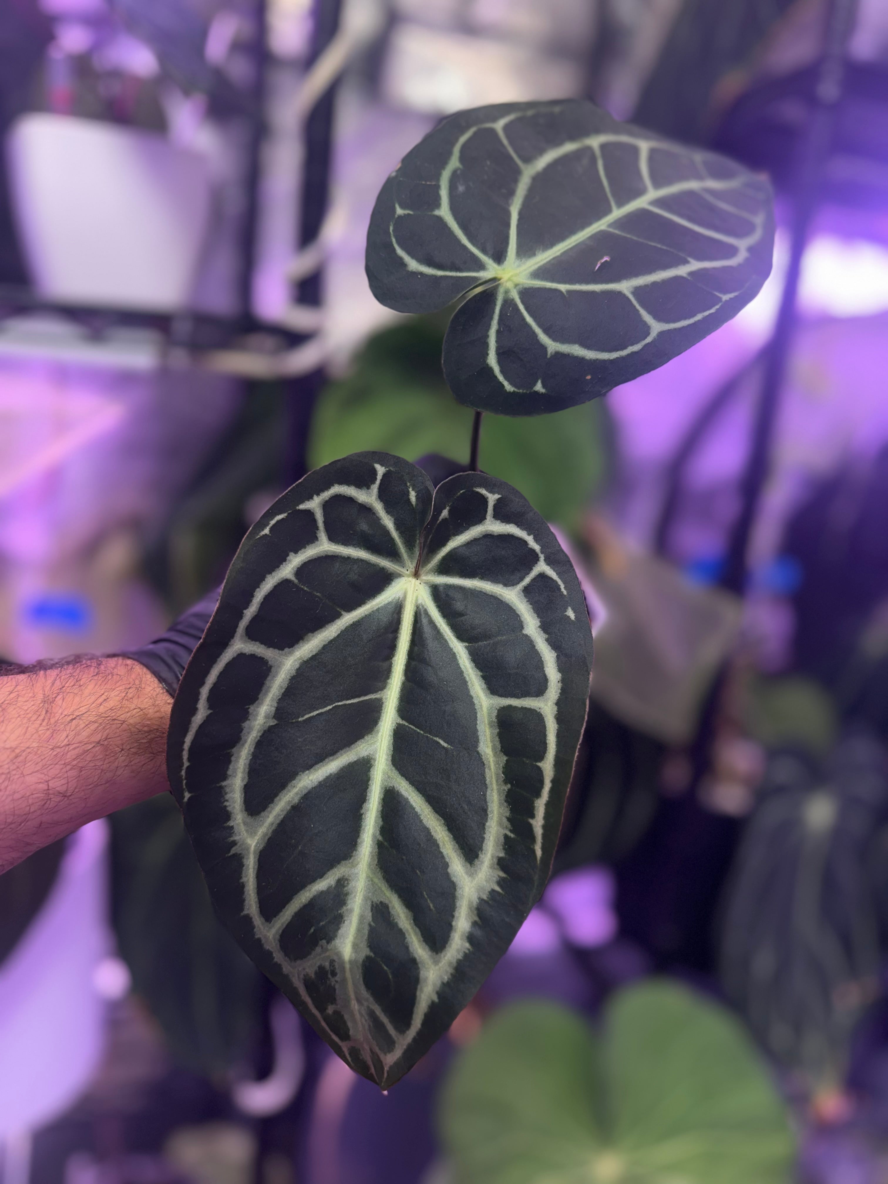 Anthurium carlablackiae (RA4 x RA1)x OG1