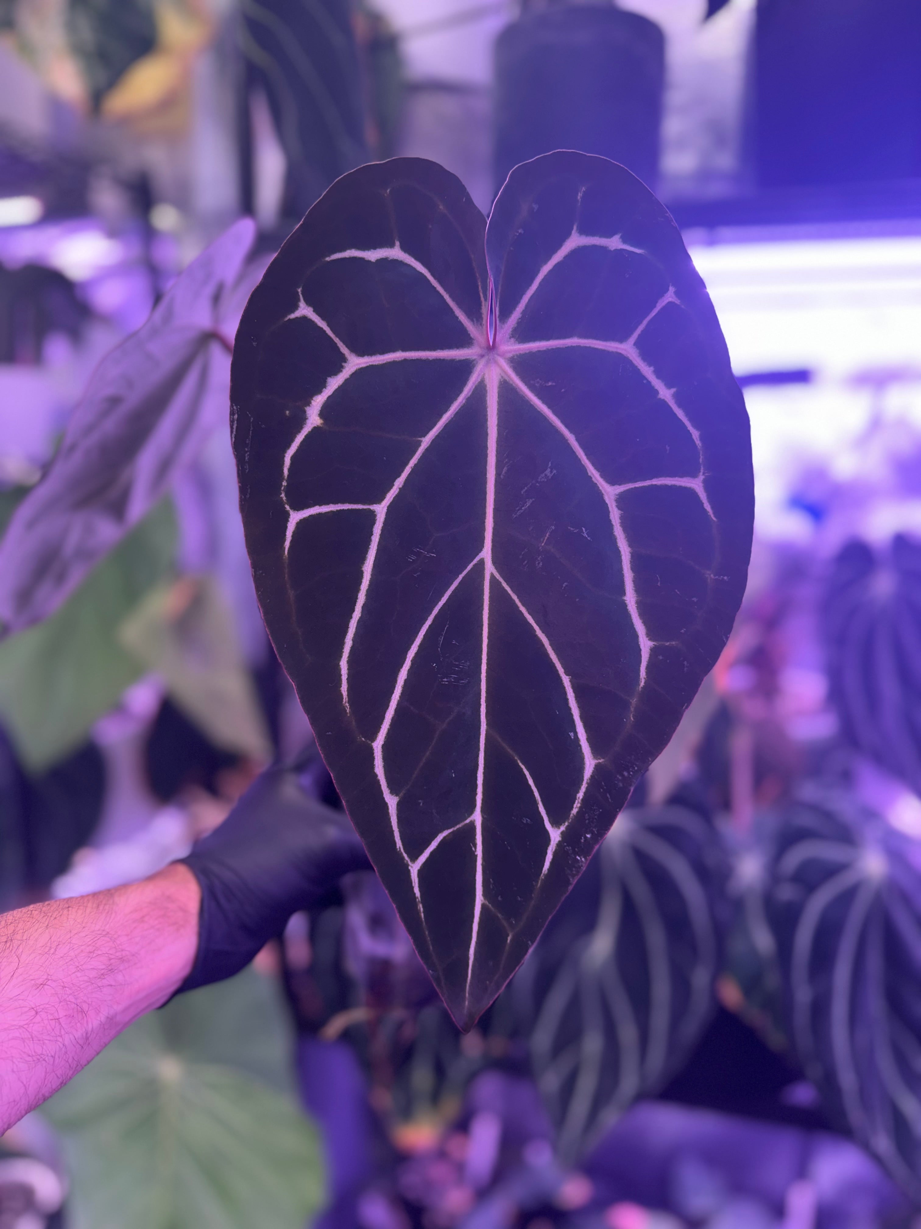 Anthurium carlablackiae “Round x GPH001” x “Black Widow x Michelle”