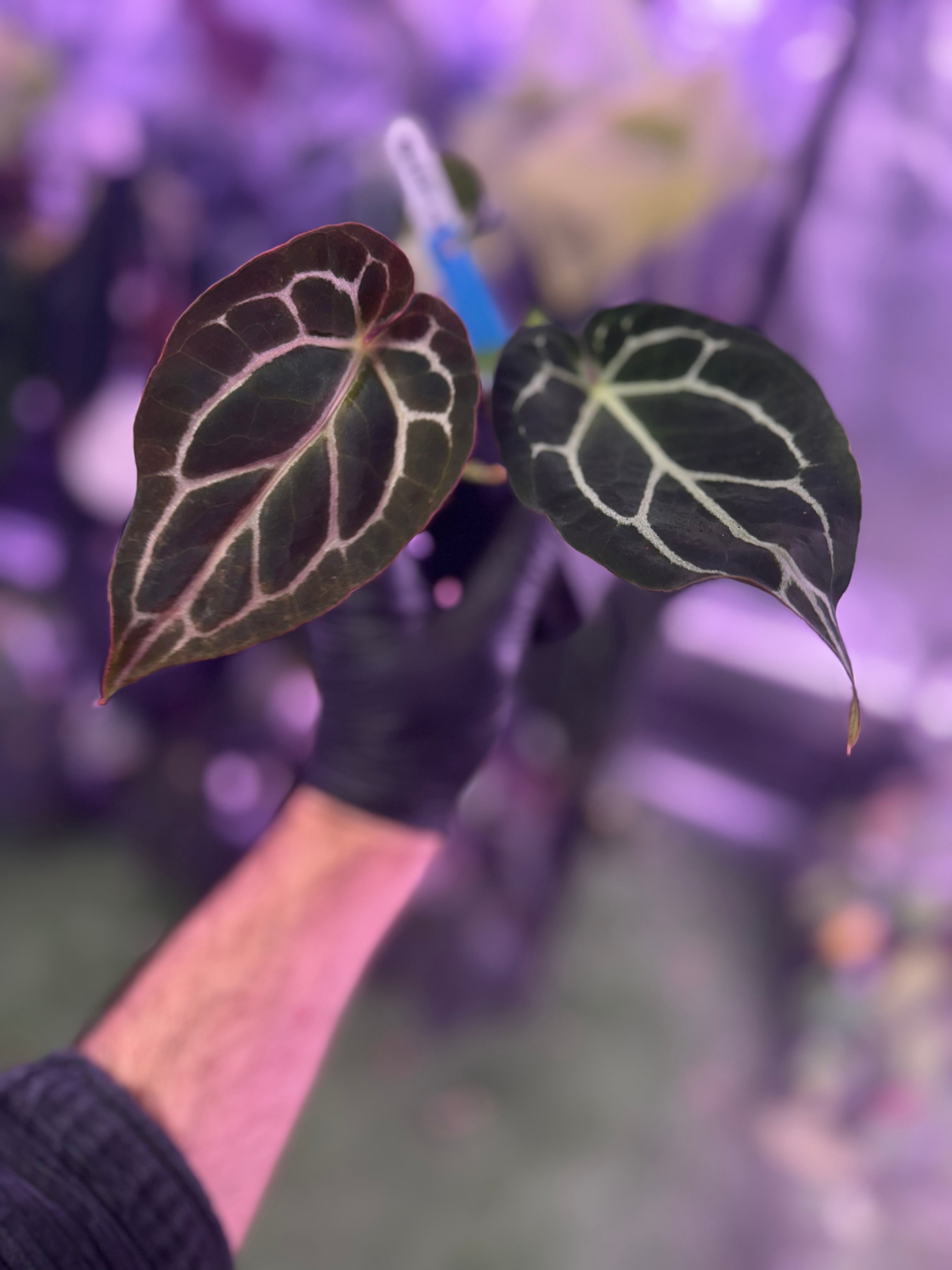 Anthurium (BVEP x Black Widow Michelle) x Black Widow Michelle